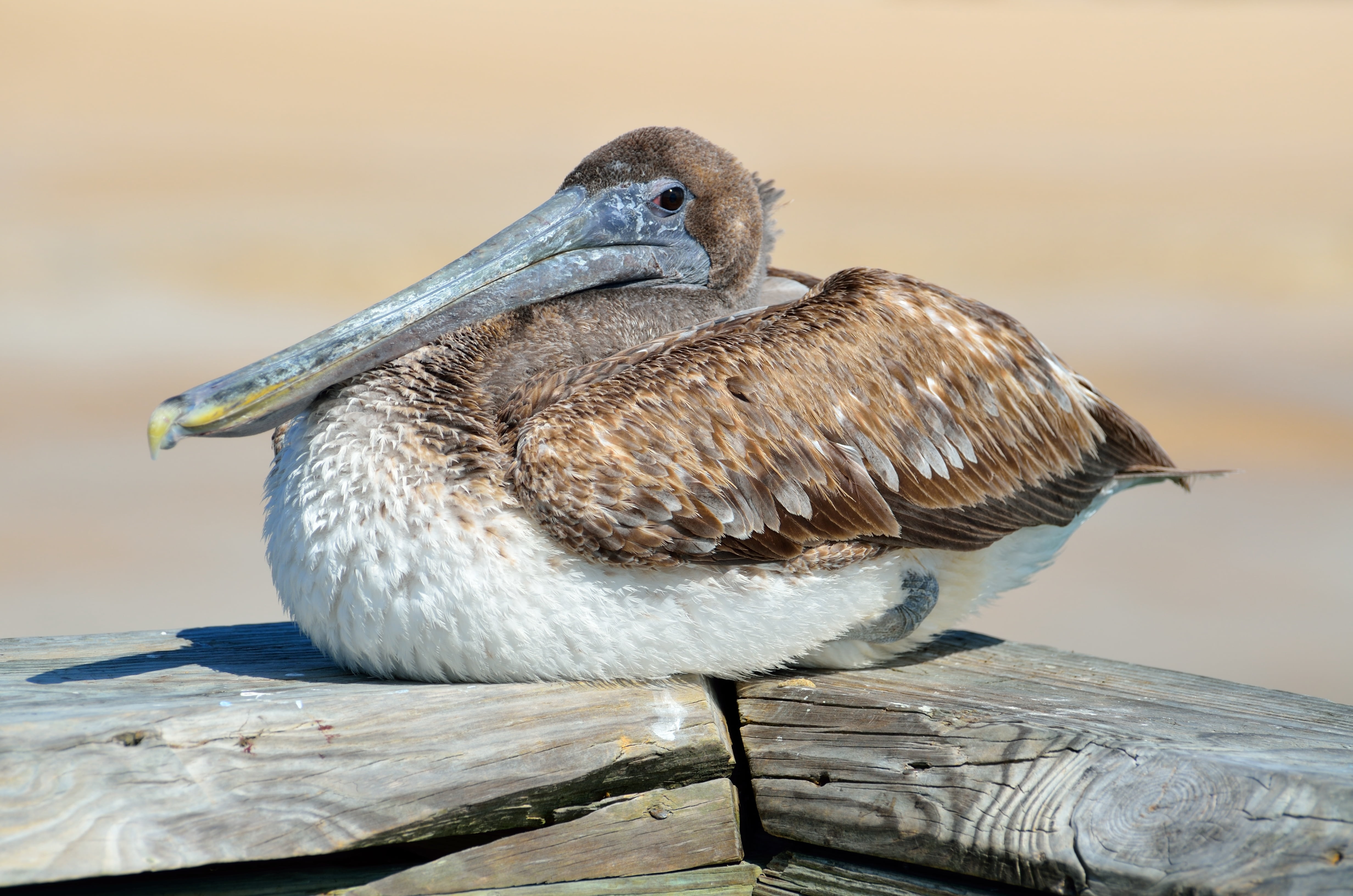full length, resting, wading bird, no people, white, perching, fly, one animal, florida, vertebrate, outdoors, side view, big, focus on foreground, head, HD Wallpaper