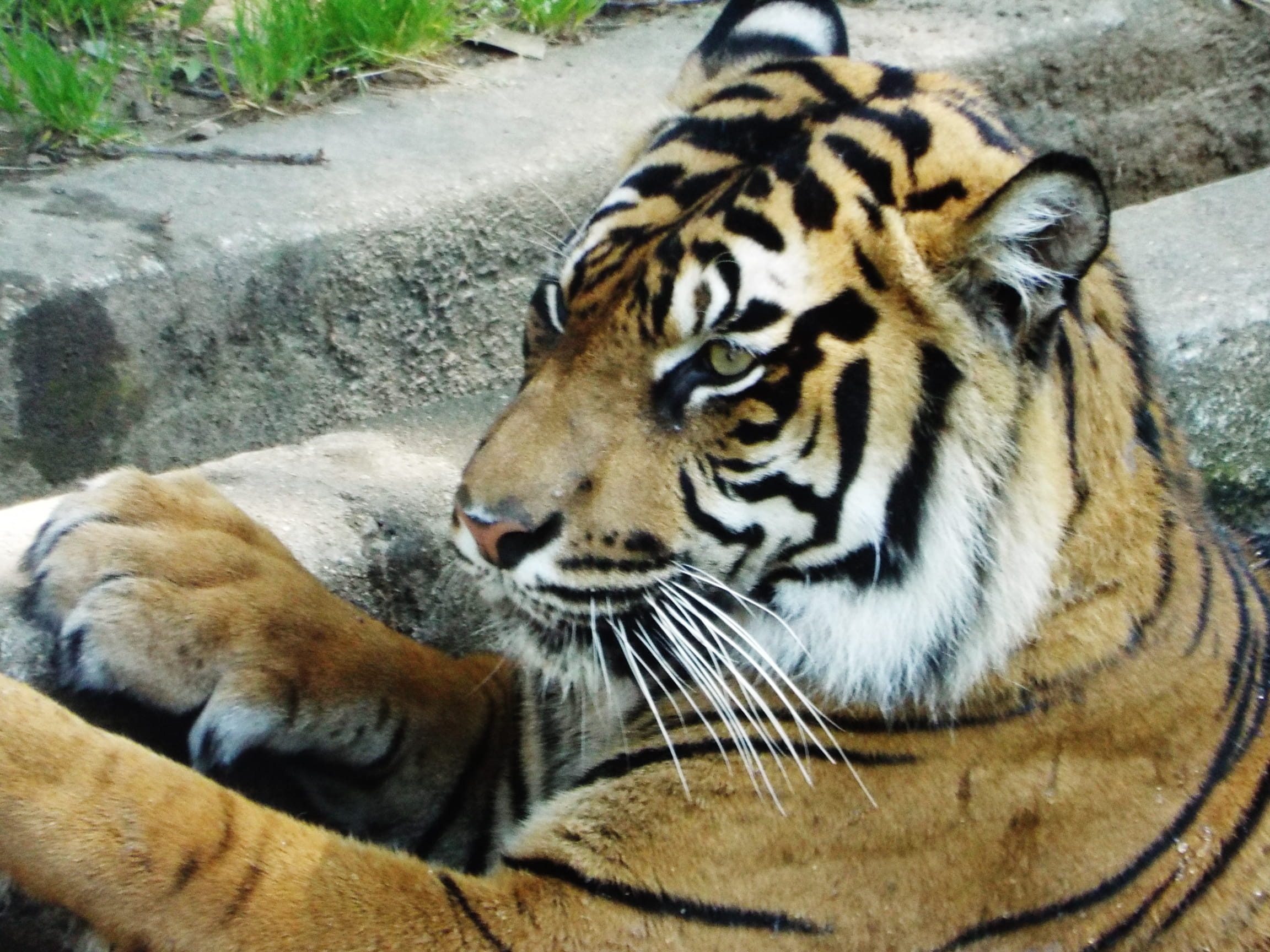 zoo, big cat, endangered species, resting, close-up, relaxation, one animal, vertebrate, undomesticated cat, animals in the wild, 1080P, no people, cat, HD Wallpaper