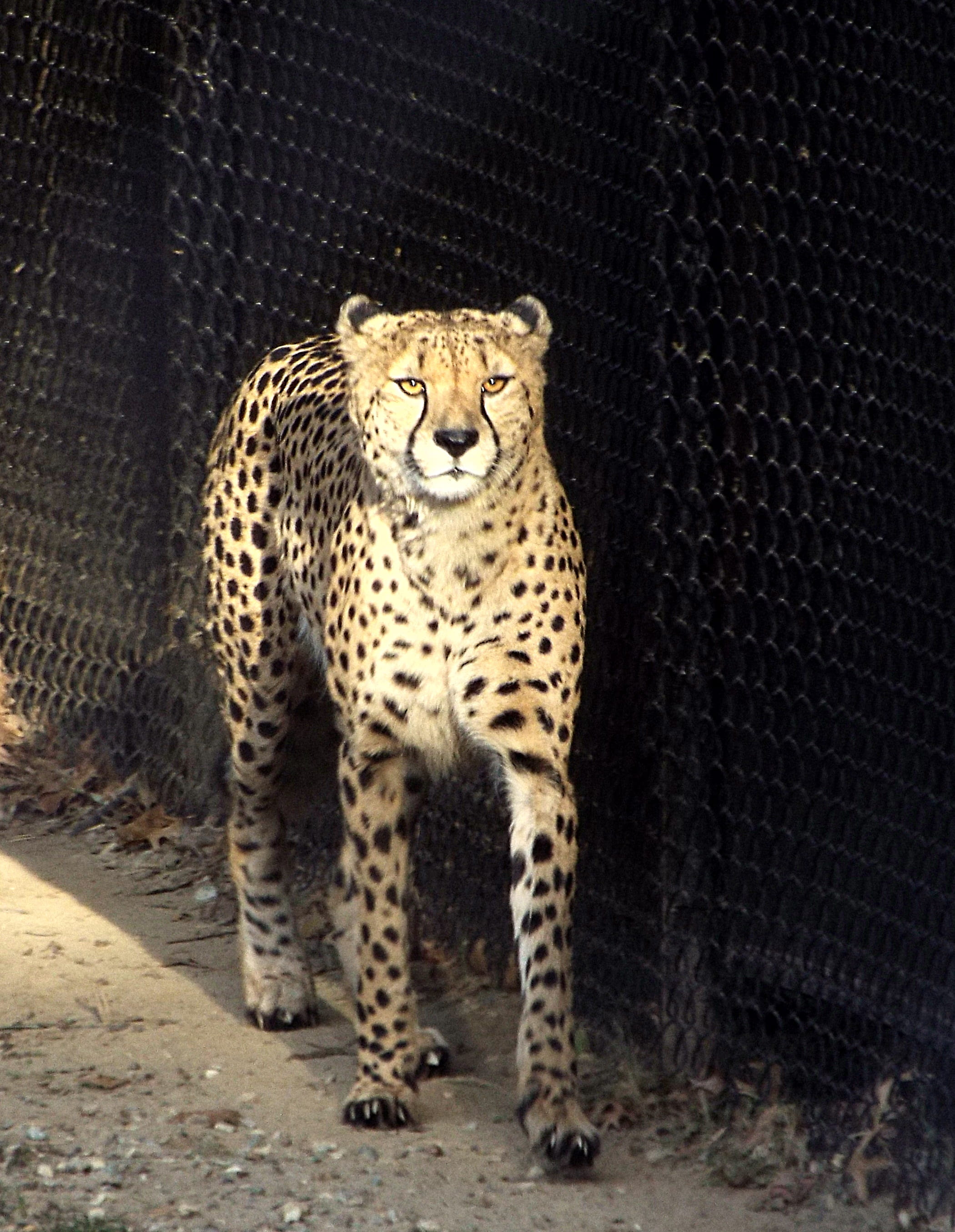 animal themes, smithsonian national zoological park, whisker, leopard, cats, one animal, feline, animals in the wild, looking at camera, mammal, vertebrate, Phone HD Wallpaper