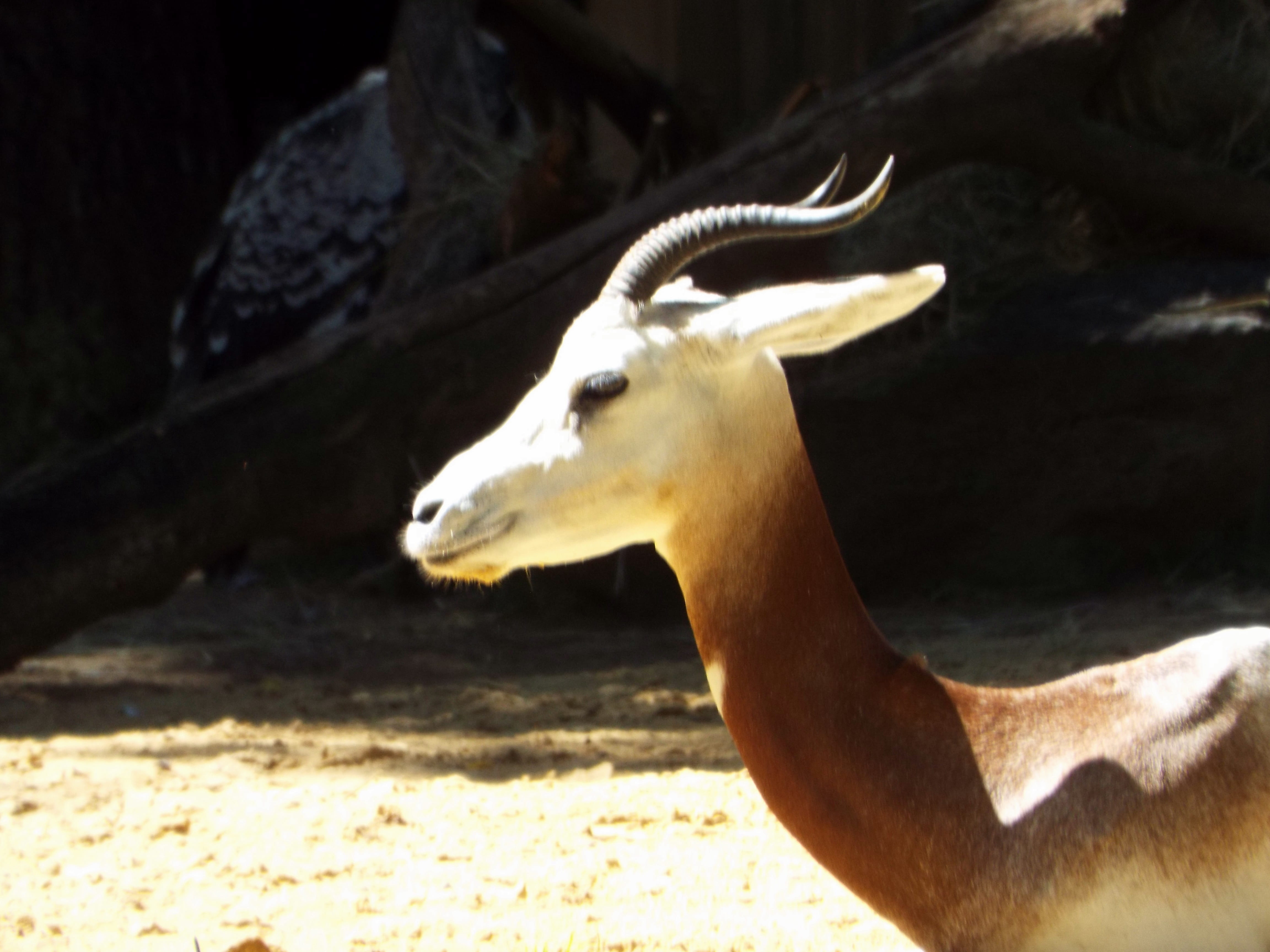 animal, no people, smithsonian national zoological park, outdoors, looking, focus on foreground, herbivorous, domestic animals, animal themes, united states, HD Wallpaper