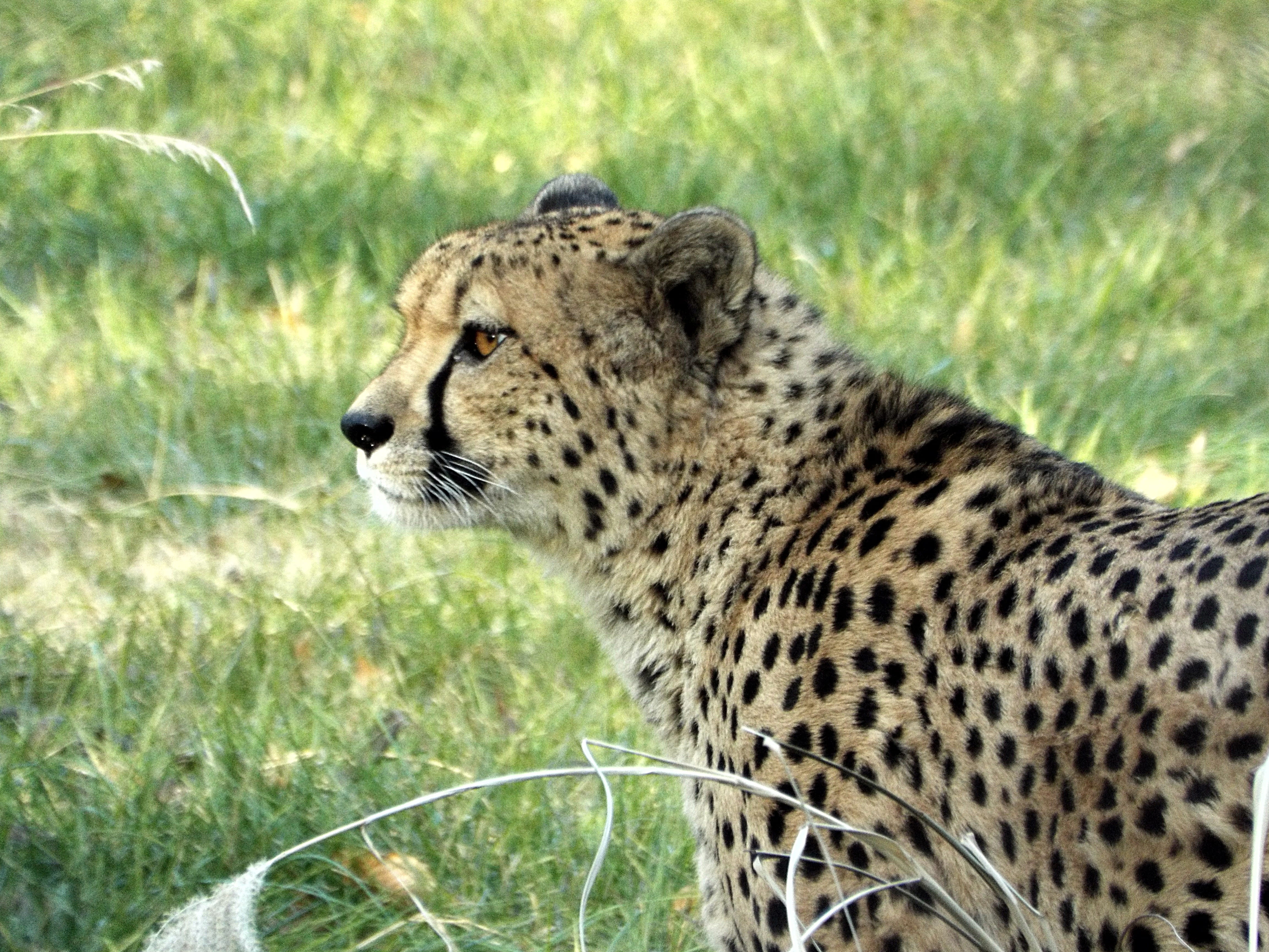 looking, animal wildlife, vertebrate, looking away, outdoors, big-cats, day, 4K, animal, grass, washington, focus on foreground, whisker, no people, animals in the wild, HD Wallpaper