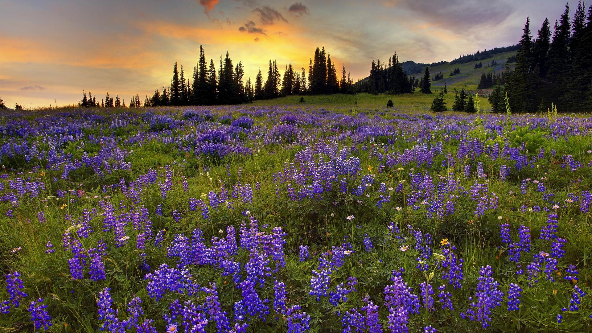 washington, mount, trail, 1080P, silver, forests, rainier, HD Wallpaper