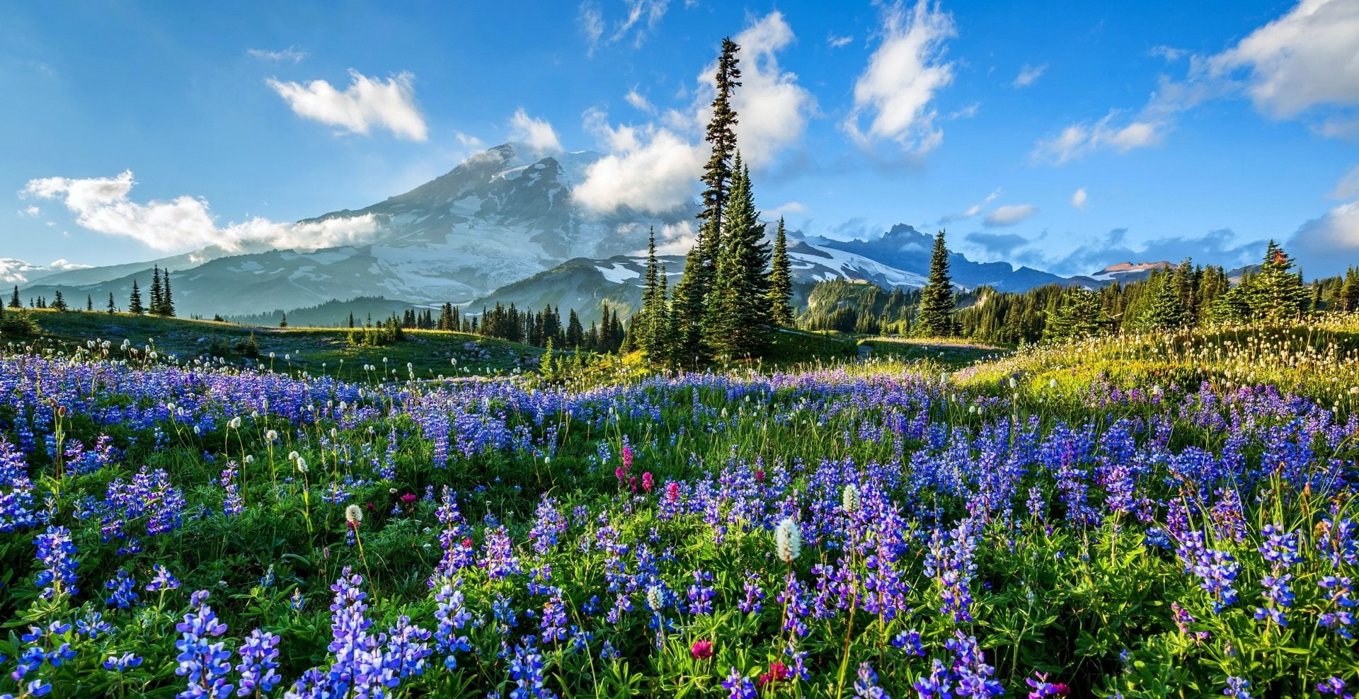 Mountain, Mountains, Lupine, Purple Flower, Mount Rainier, Flower, Field, 1080P, Earth, HD Wallpaper