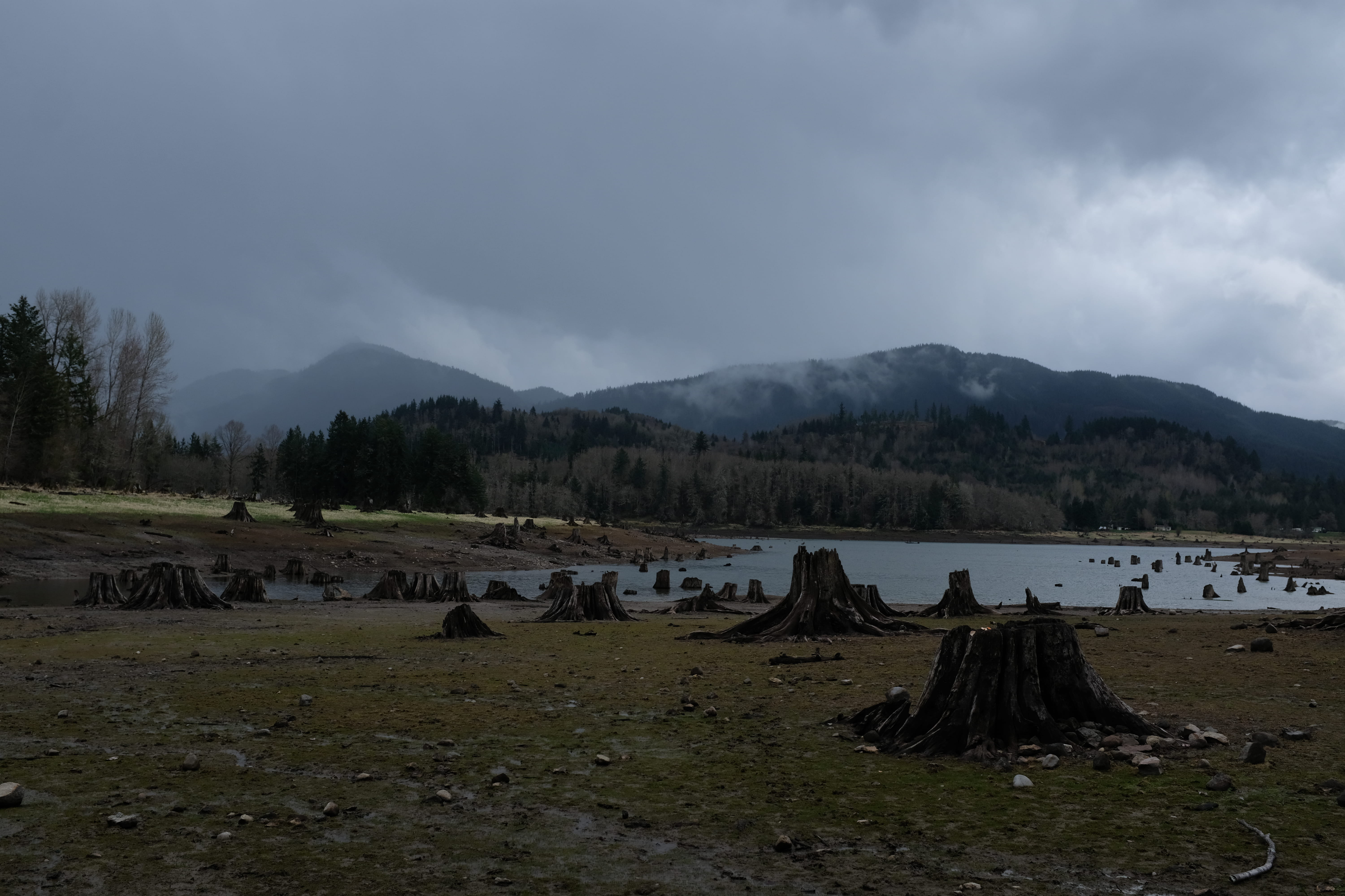 cloud - sky, fir, idyllic, washington, nisqually entrance, water, bird, tranquility, 5K, ground, beauty in nature, field, tree, us, plant, animal, no people, HD Wallpaper