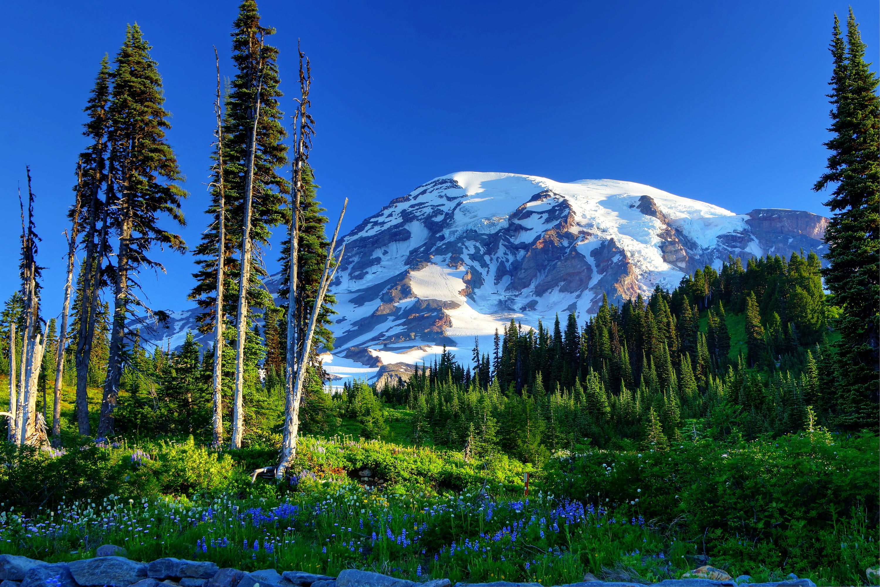 blue, growth, Grass, Mount rainier, land, cold temperature, tranquility, Mountains, pine woodland, pine tree, 2K, tranquil scene, nature, non-urban scene, HD Wallpaper