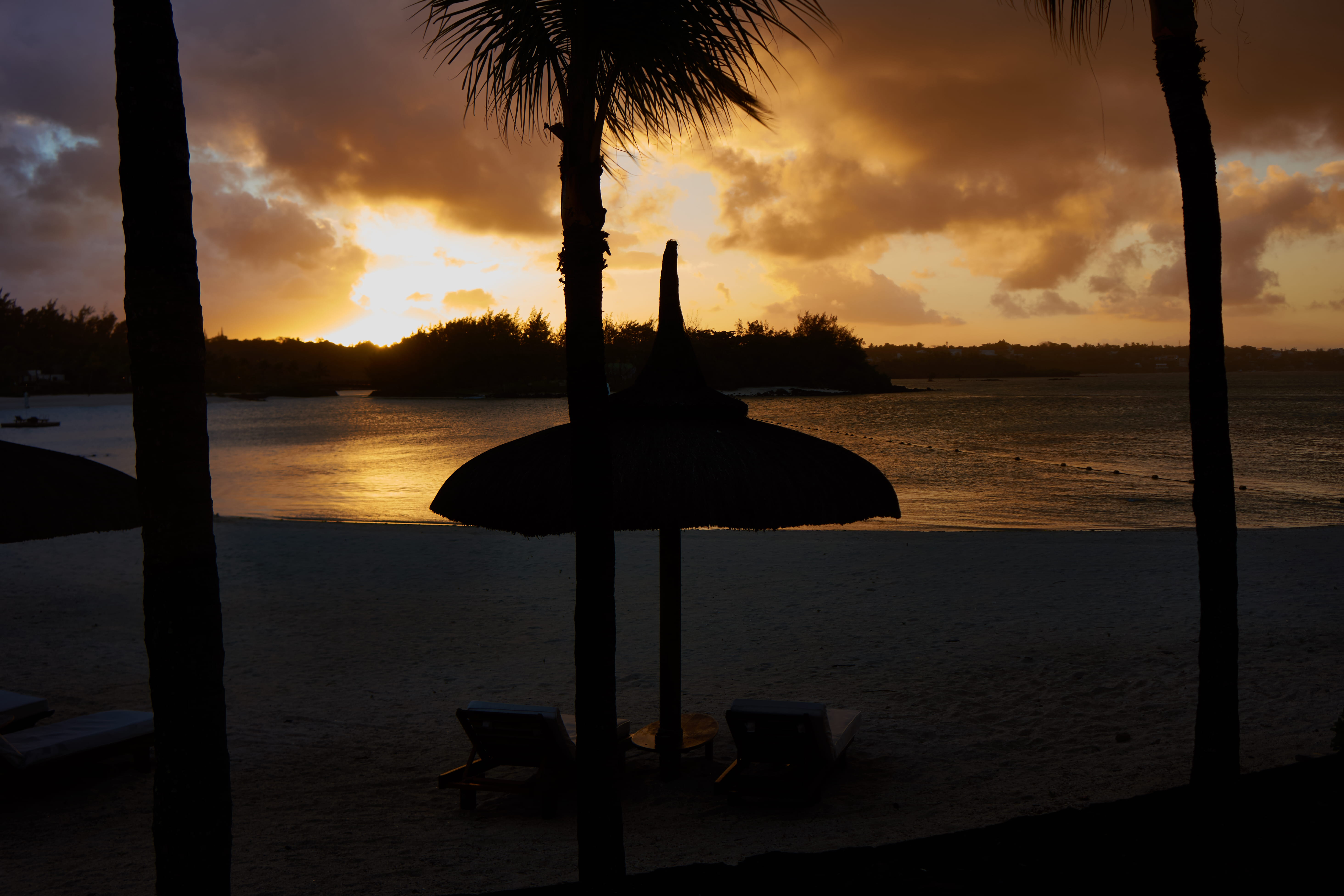 plant, trees, near, seashore, outdoors, sand, dusk, clouds, tree trunk, beauty in nature, tranquility, seascape, shore, cloud - sky, silhouette, sunrise, HD Wallpaper