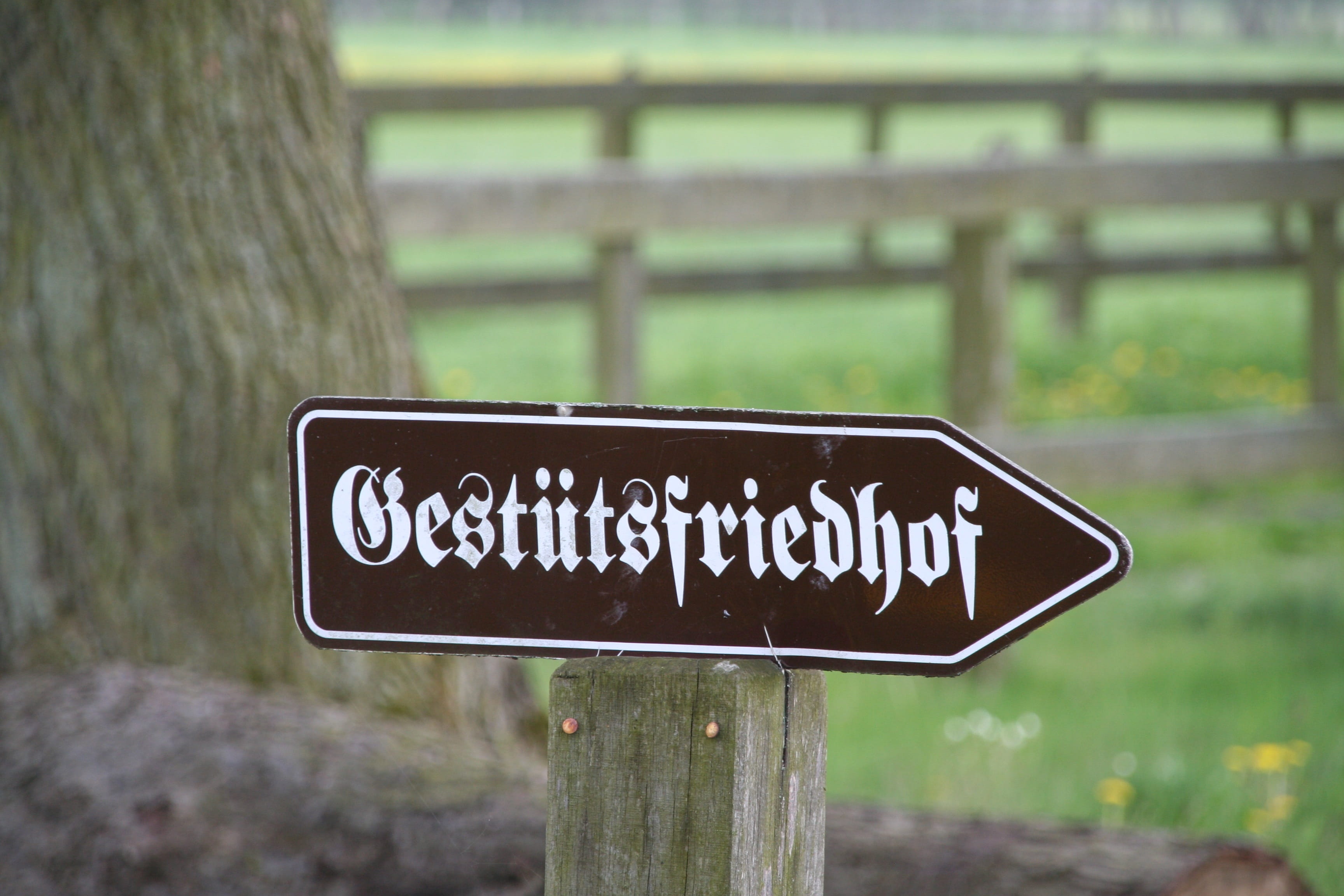 western script, message, text, communication, Shield, close-up, information, orientation, stud farm cemetery, trunk, tree trunk, 2K, tree, wooden post, HD Wallpaper