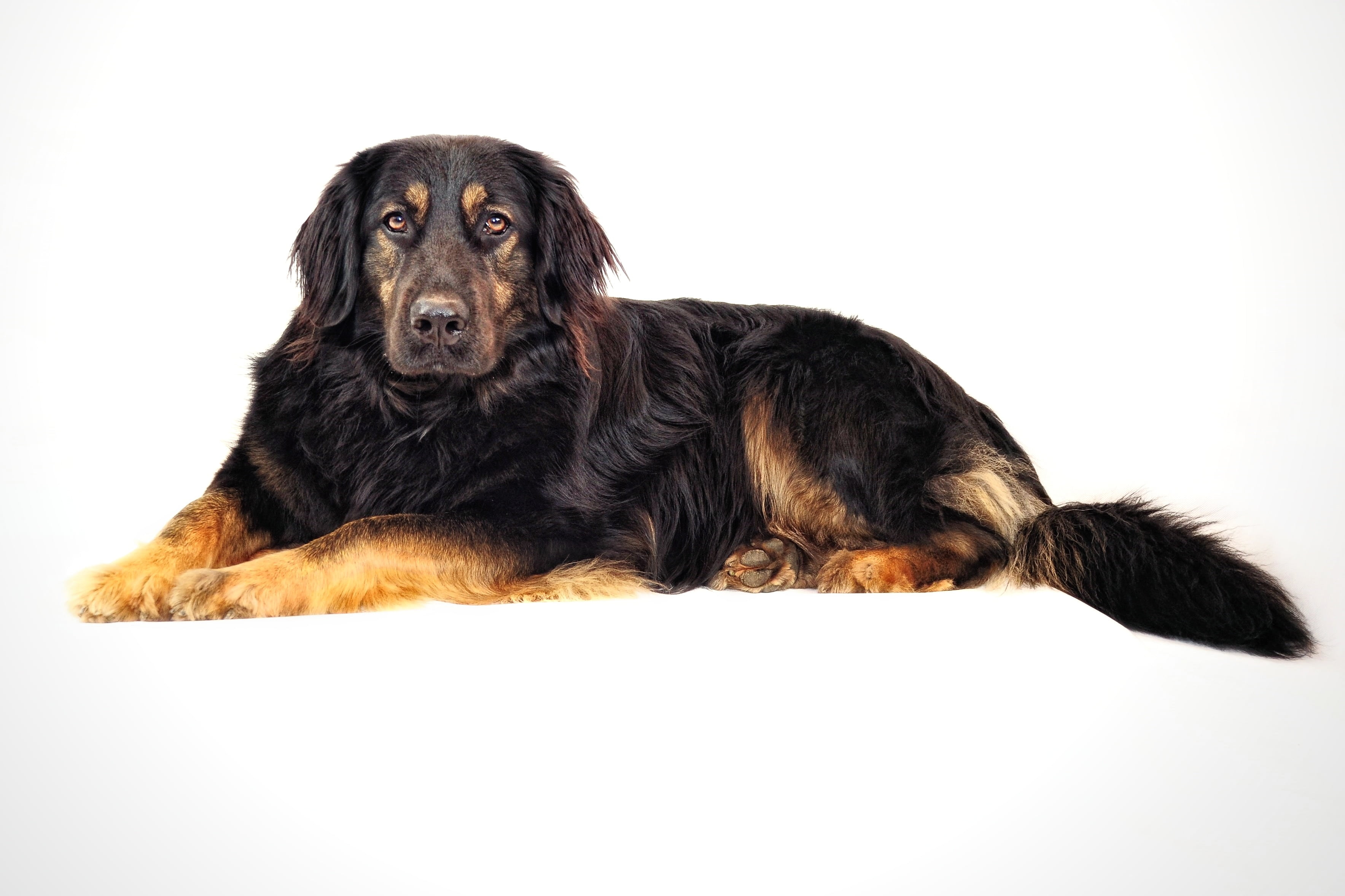 rottweiler, cute, cut out, hybrid, pets, brown, indoors, big dog, black dog, 2K, dog, mammal, adult, canine, animal, white background, black, domestic, HD Wallpaper