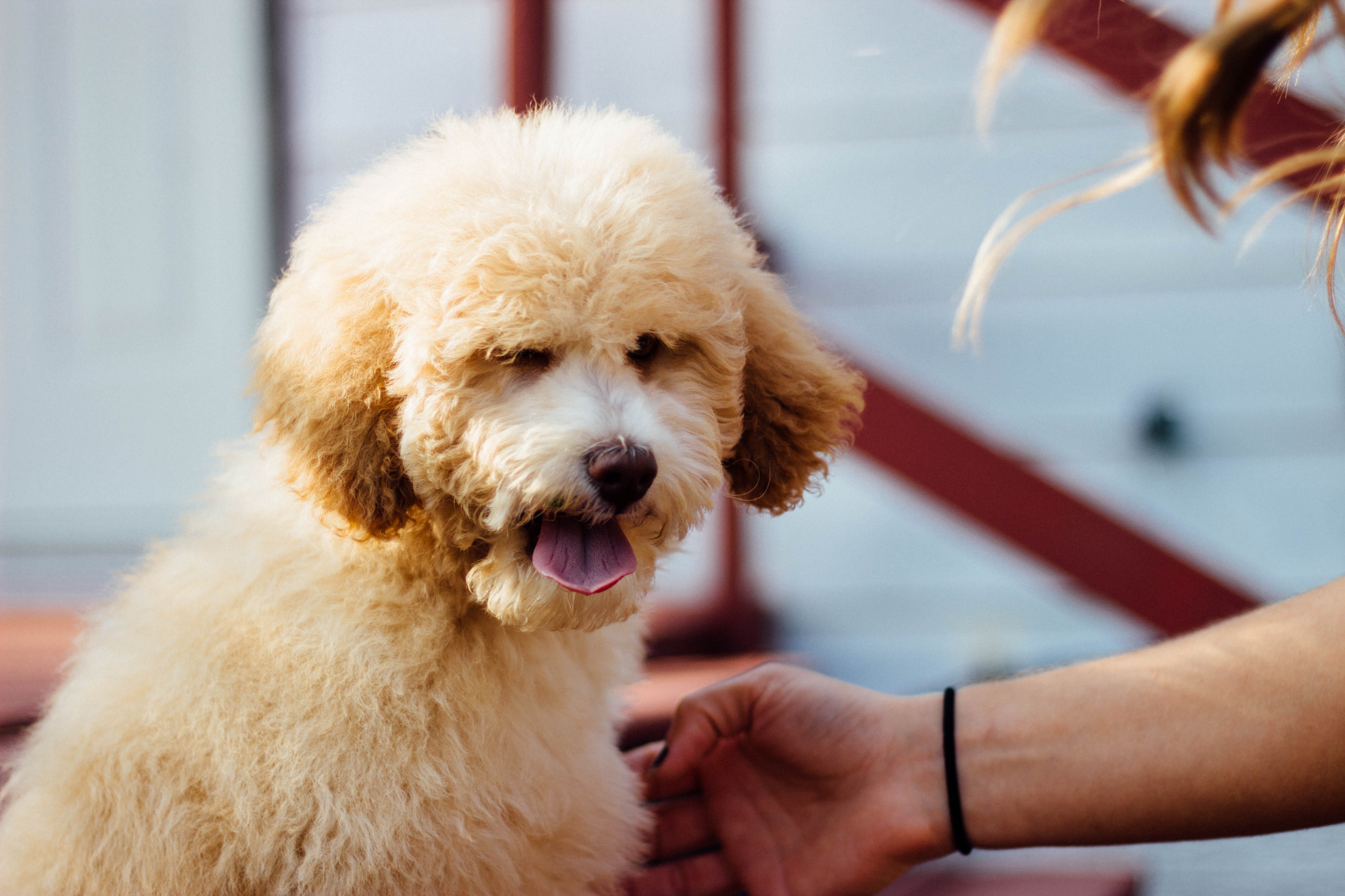 person, focus, brown, arm, poodle, mammal, 5K, focus on foreground, one person, human body part, warm light, one animal, human hand, petting, tongue, vertebrate, HD Wallpaper