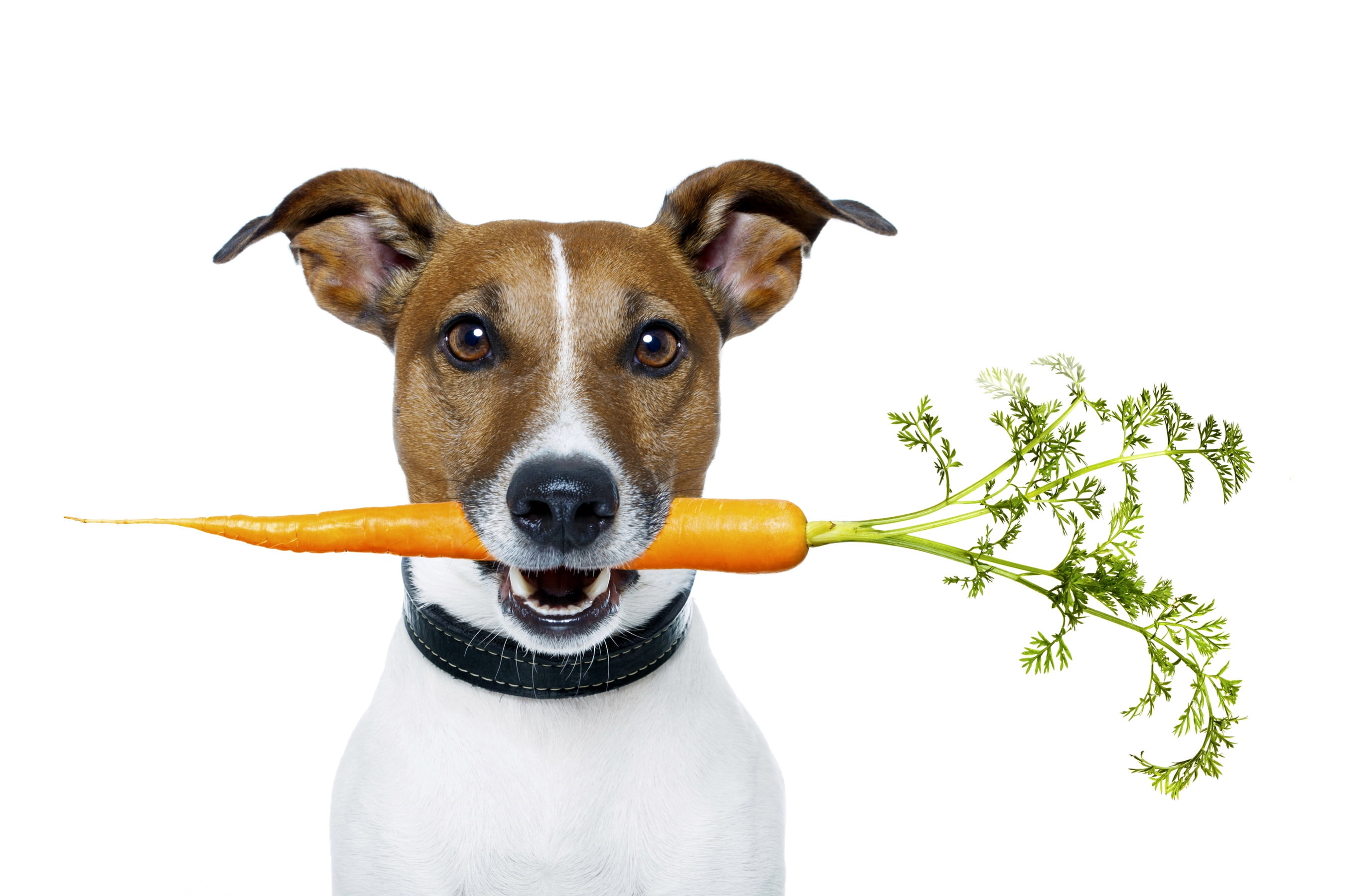 human Face, gourmet, puppy, brown, studio Shot, backgrounds, one animal, 2K, domestic, eating, indoors, looking, carrots, fun, portrait, terrier, food, HD Wallpaper