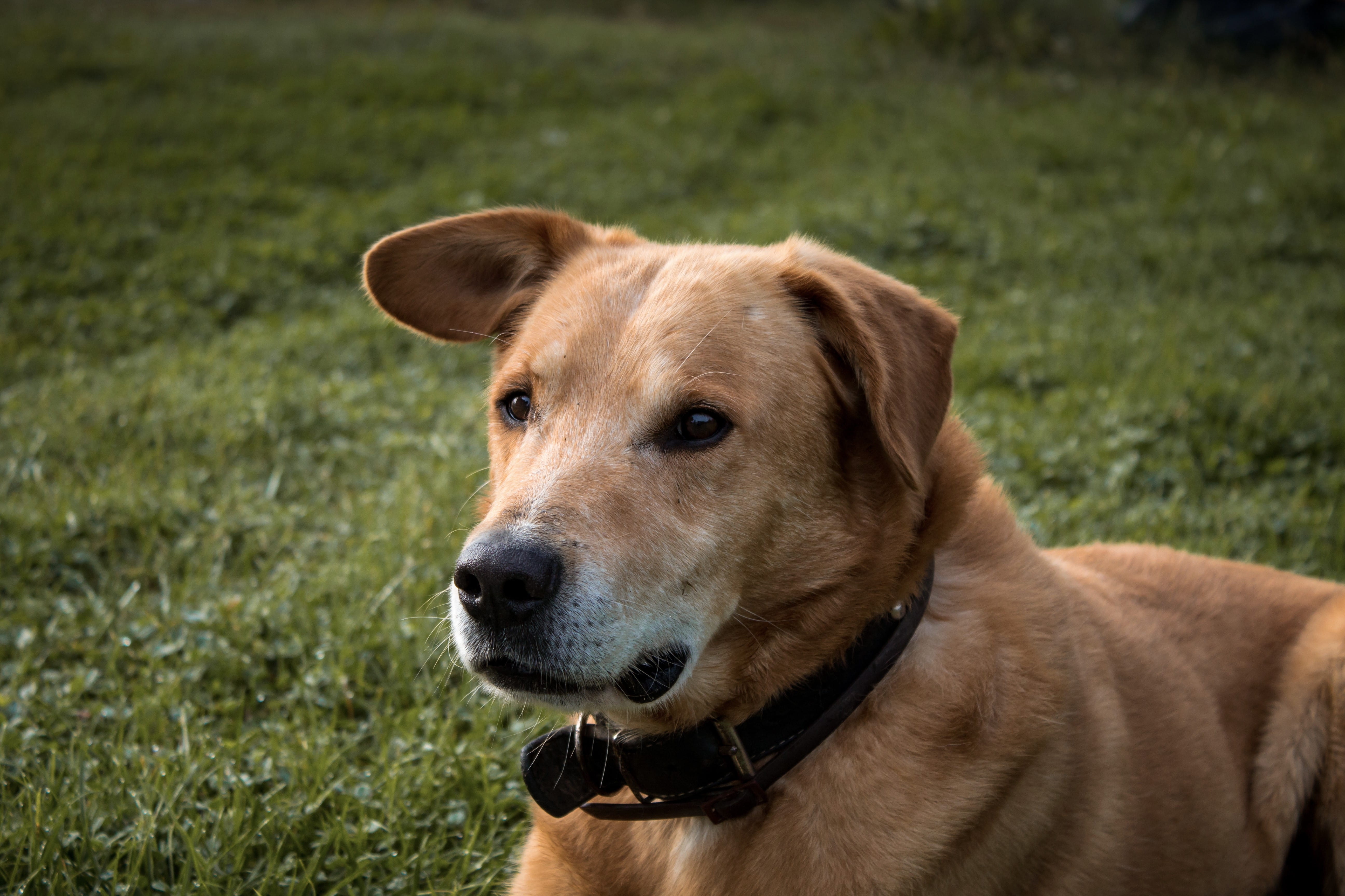 animal themes, dog, contemplation, 5K, collar, sitting, grass, animal body part, vertebrate, no people, sat, green, hound, outdoors, pets, day, animal head, HD Wallpaper