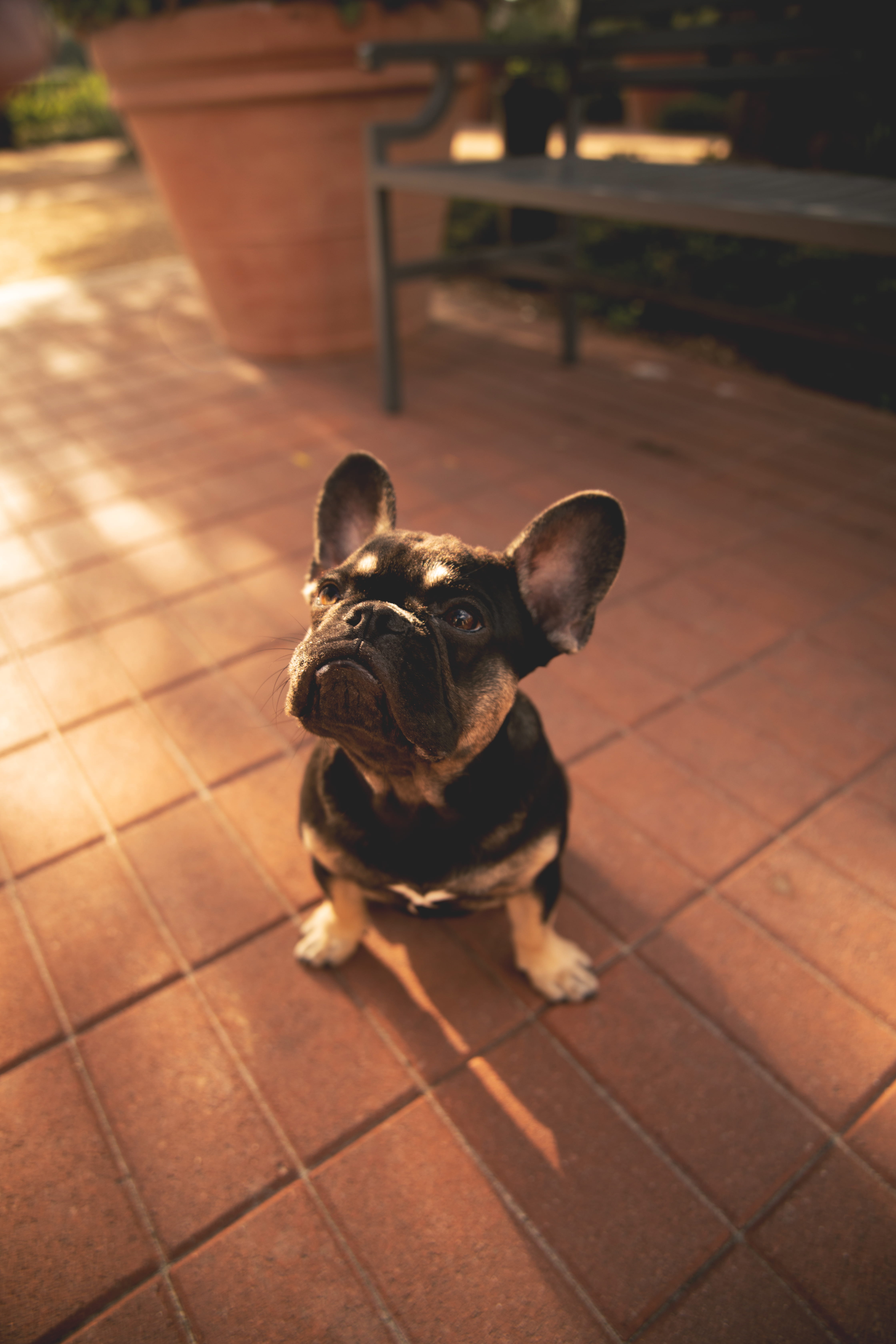 domestic, dog, coat, mammal, vertebrate, short, ground, nature, no people, sitting, sat, pet, focus on foreground, garden, canine, portrait, wildlife, animal, Phone HD Wallpaper