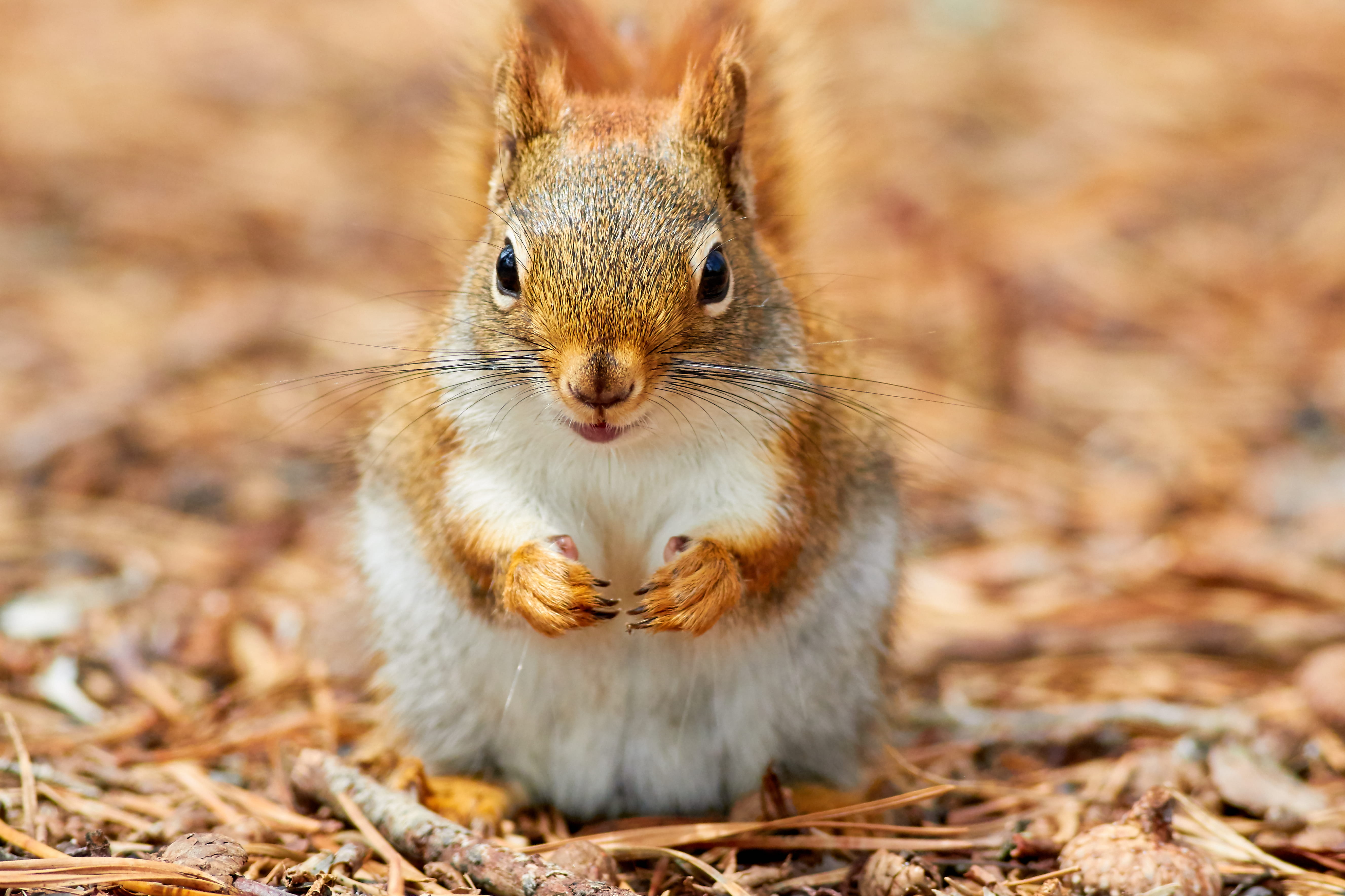 sat, new jersey, mammal, animals in the wild, vertebrate, brown, leaf, land, eye, whisker, sticks, claws, face, eating, close-up, 5K, united states, fur, HD Wallpaper