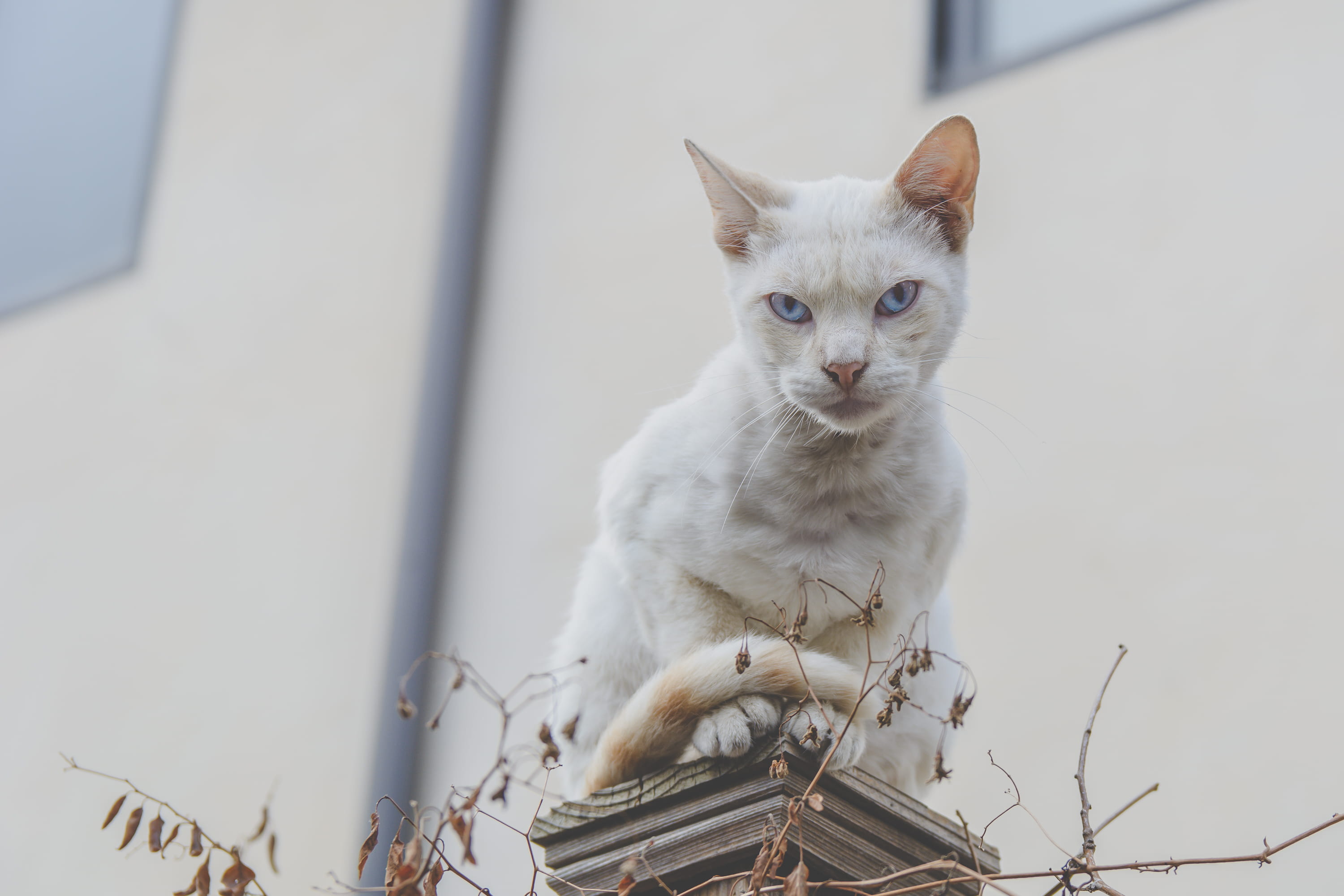 looking, face, vertebrate, feline, blue eye, pet, angry, selective, seating, 2K, domestic cat, focus, outdoors, day, column, blue, looking at camera, building, HD Wallpaper