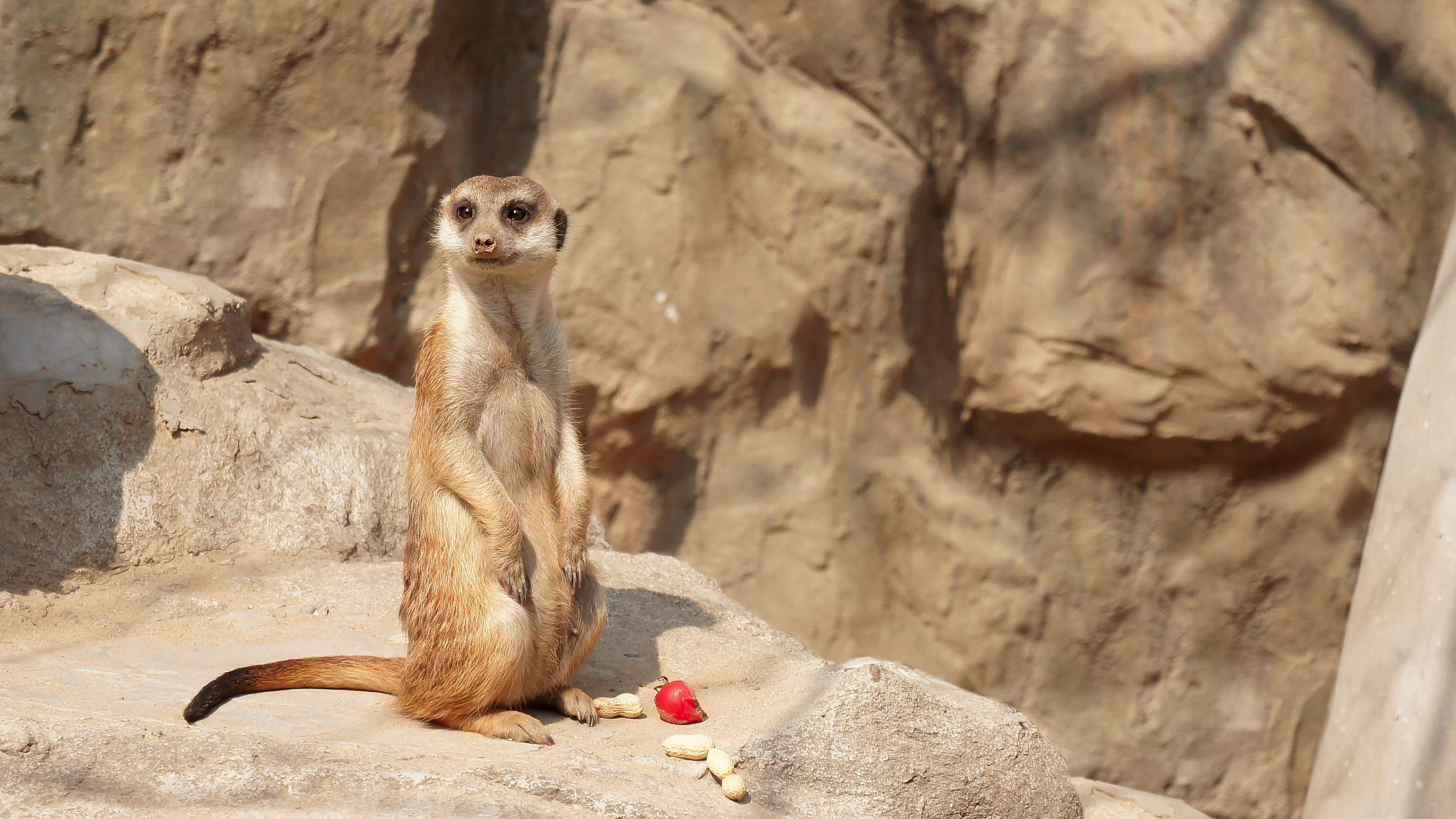 wildlife, outdoors, solid, animal themes, sat, wild, mystery, animals in captivity, rock, zoo, emotion, animal wildlife, desert, one animal, heads up, cute, HD Wallpaper