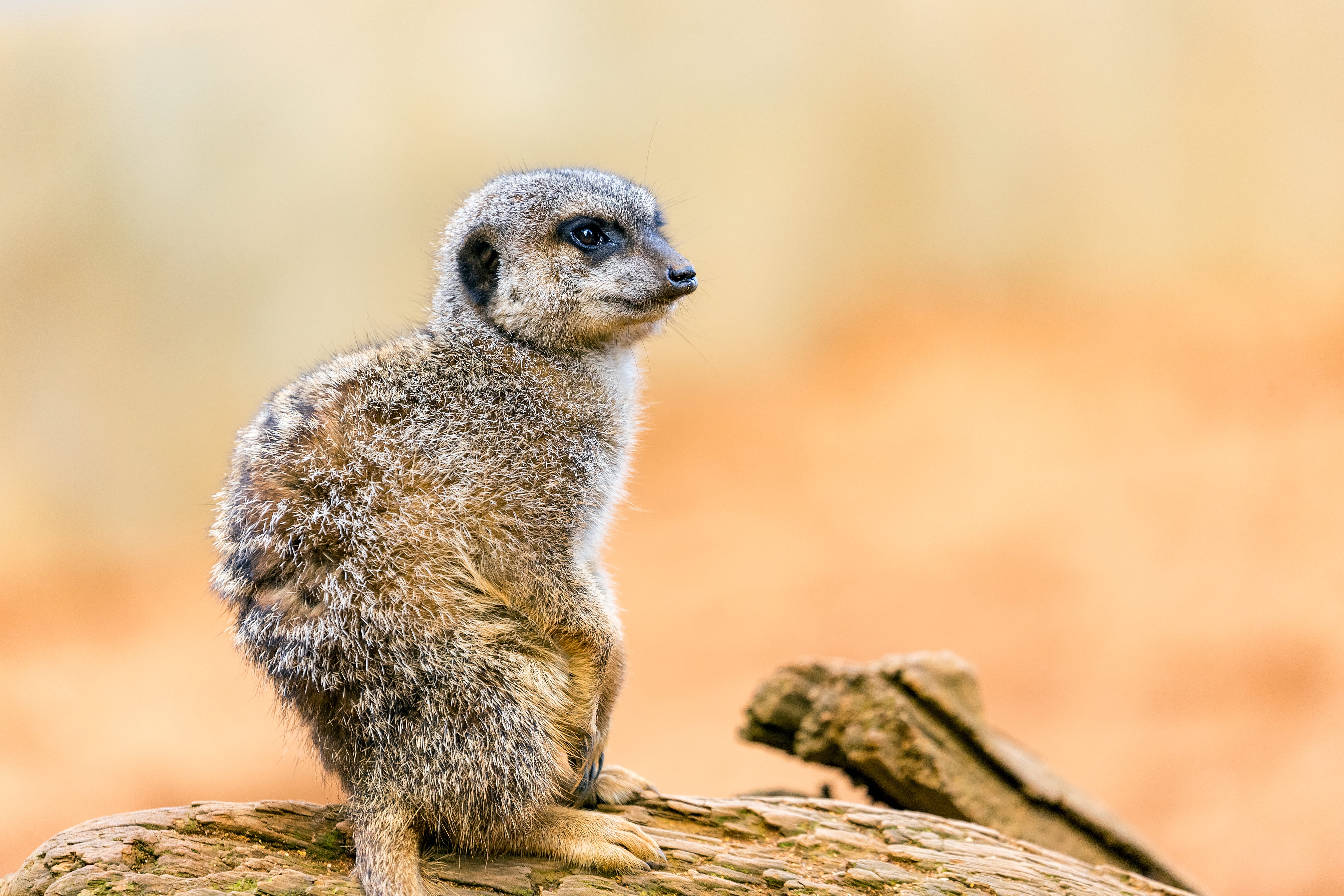 nose, selective, solid, rock, eye, log, fur, face, animal, animals in the wild, yellow, nature, fluff, one animal, looking, no people, wildlife, mammal, HD Wallpaper