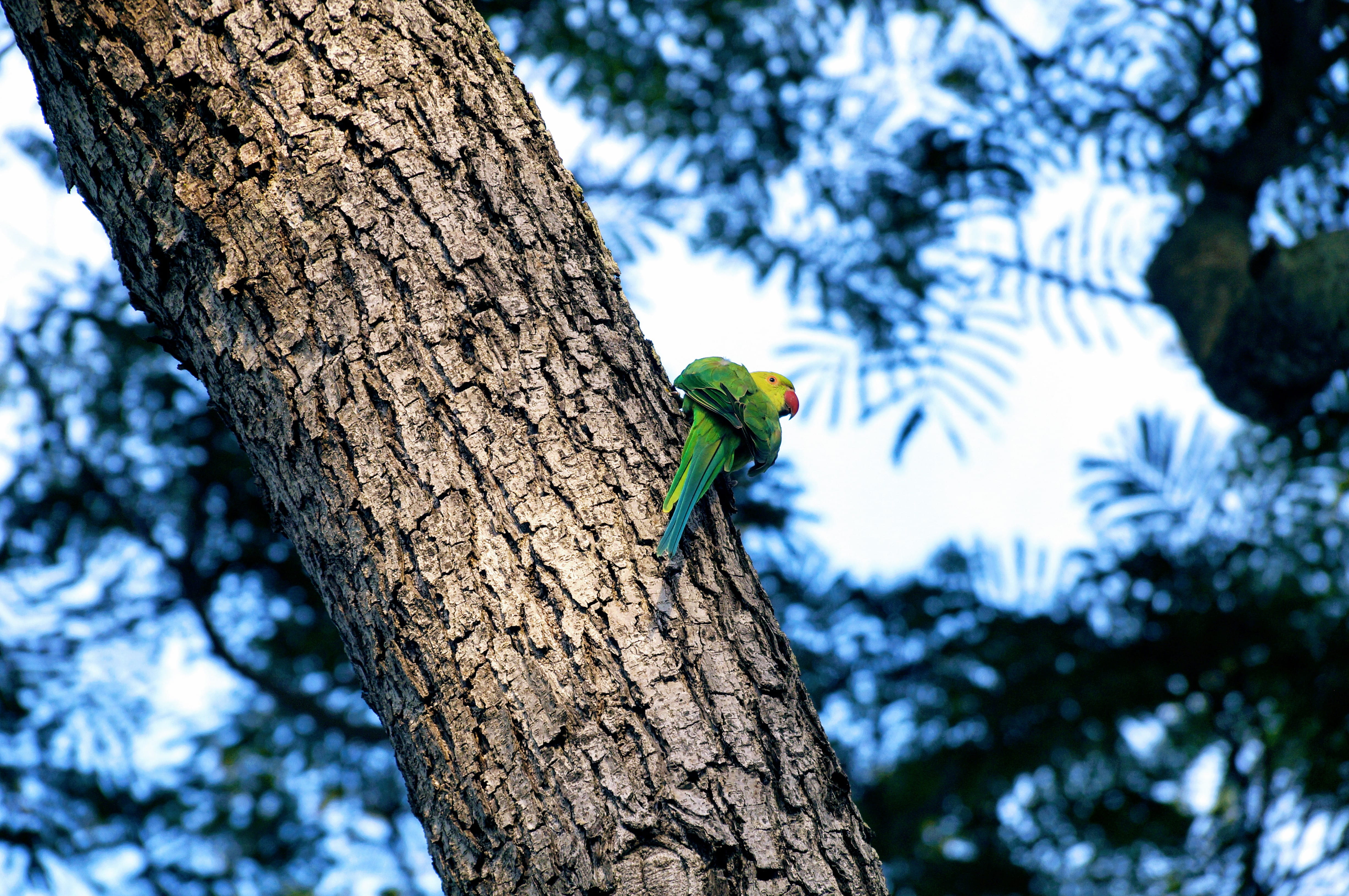 color, one animal, wing, focus on foreground, colour, vertebrate, forest, animal themes, branch, tree trunk, plant, tree, tail, yellow, low angle view, HD Wallpaper
