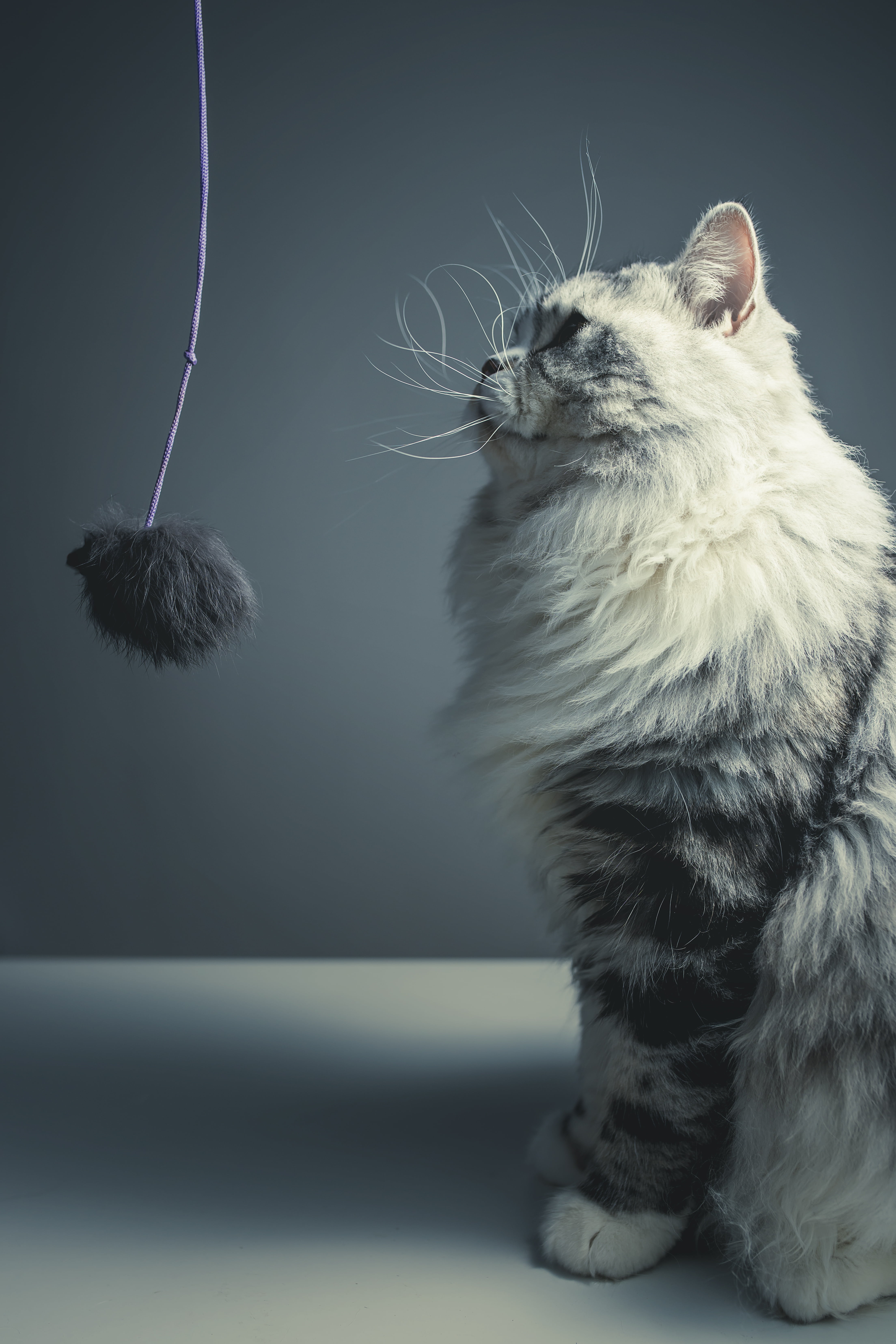 vertebrate, cat, naughty, hair, mammal, whisker, pets, feline, domestic, close-up, animal themes, domestic animals, one animal, black background, studio shot, Phone HD Wallpaper