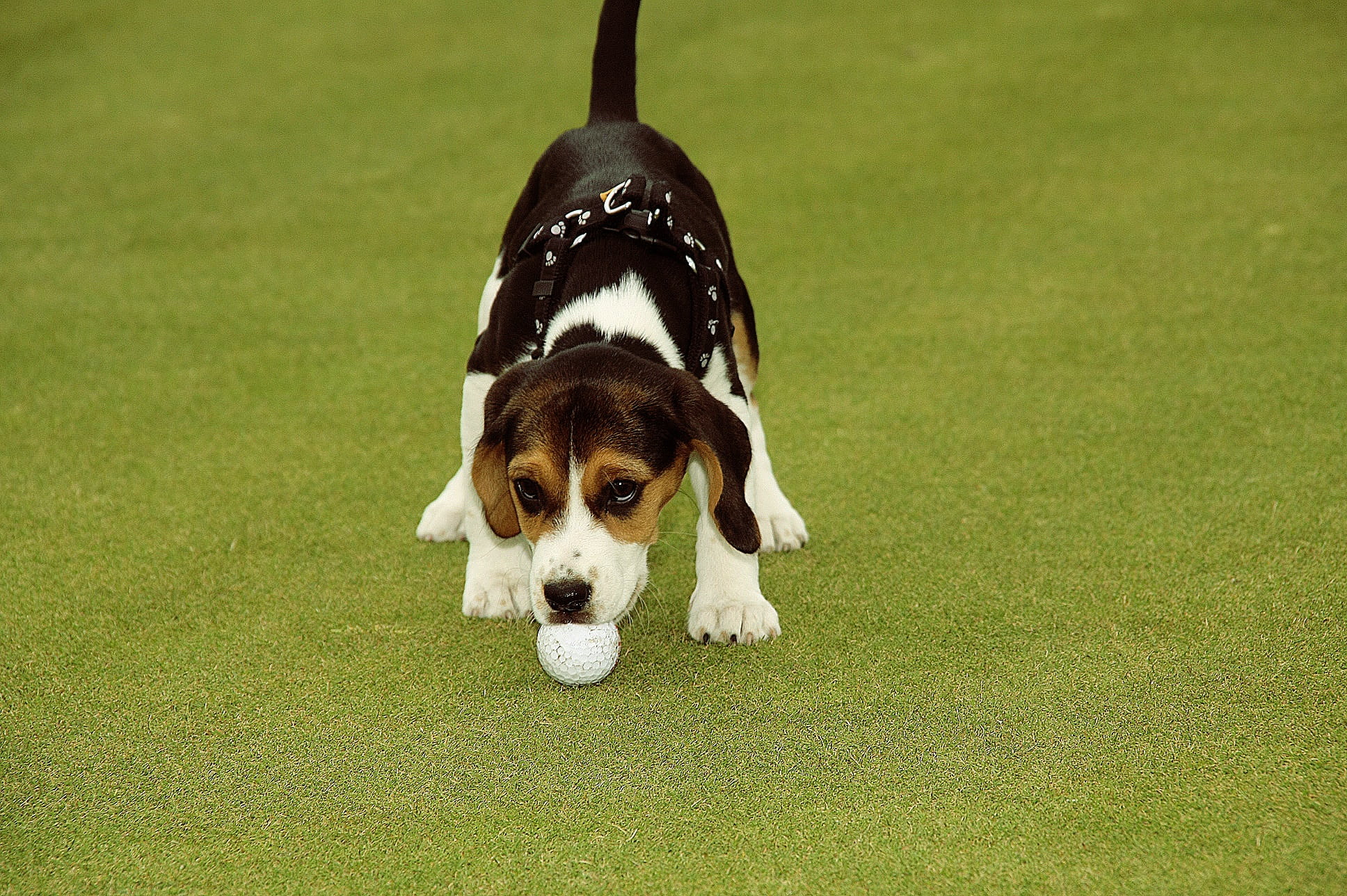 plant, vertebrate, no people, sport, ball, portrait, domestic, purebred dog, one animal, recreation, 1080P, pets, dog, day, animal themes, game, animal, HD Wallpaper