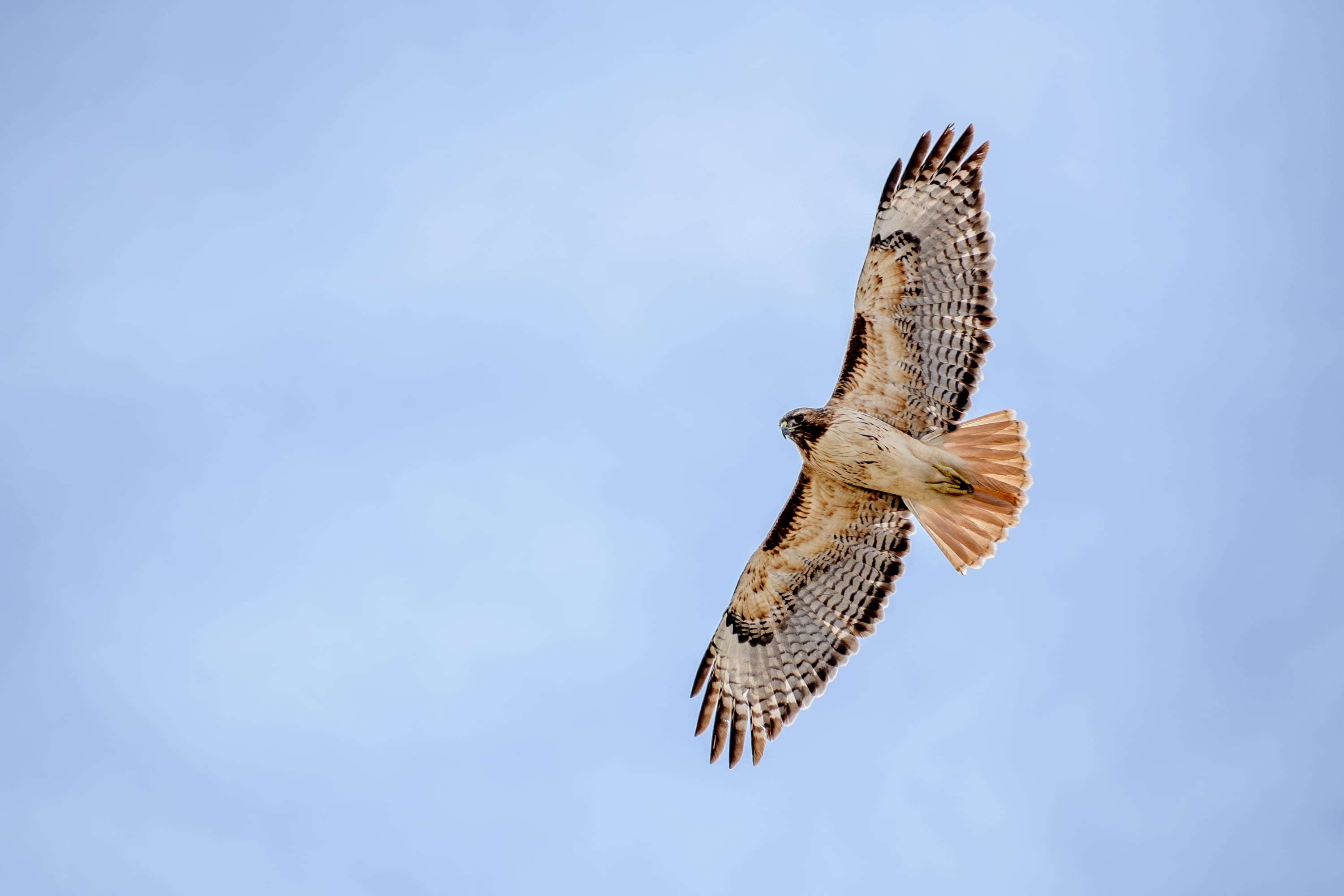 no people, sky, sunlight, directly below, mid-air, eagle - bird, spread wings, one animal, day, animal, blue, eagle, vertebrate, falcon - bird, fly, copy space, HD Wallpaper