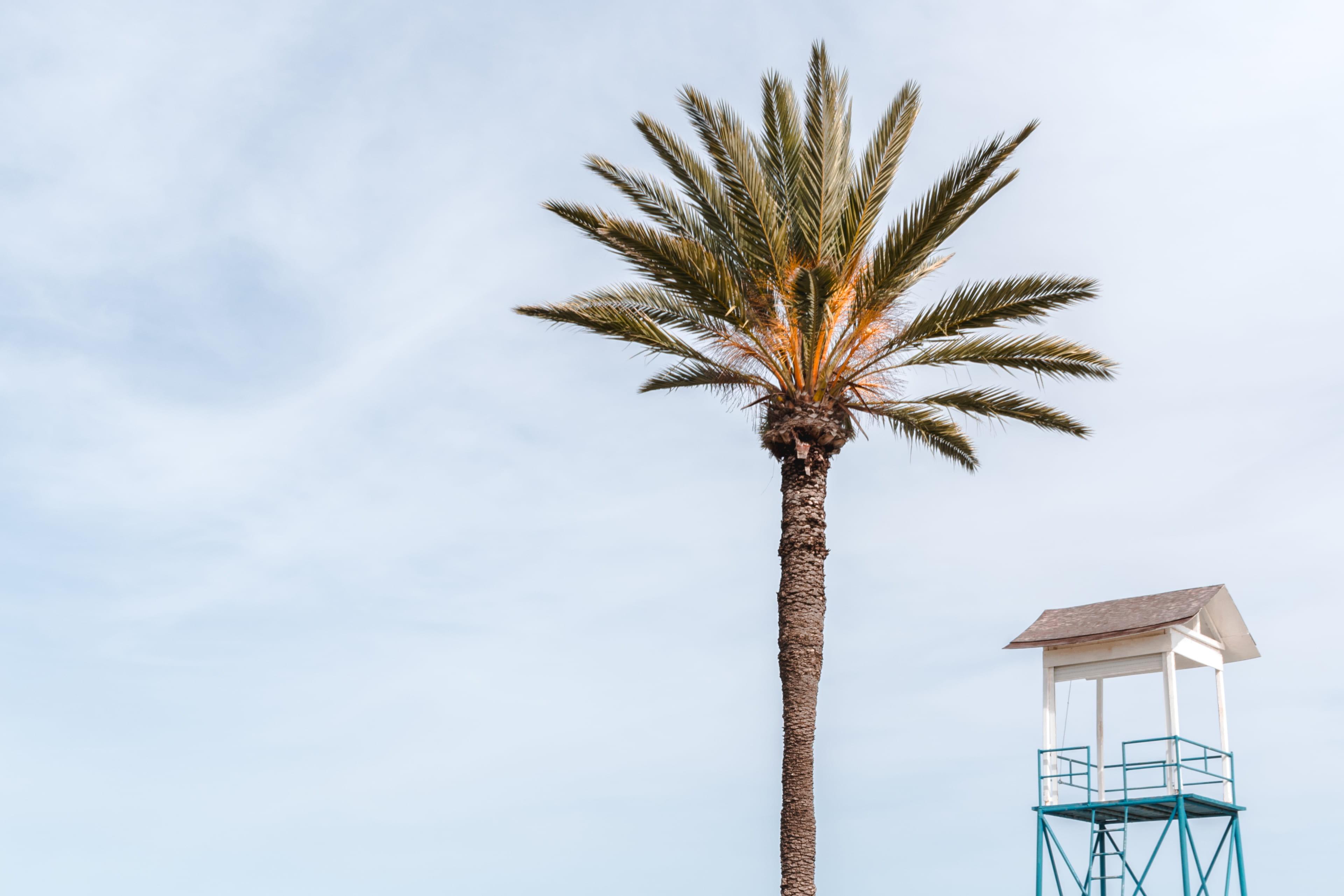 plant, sunnyday, near, tree, cloud - sky, architecture, lifeguard, beside, brown, tree trunk, low angle view, cloud, leafe, sunlight, tropical tree, palm, HD Wallpaper