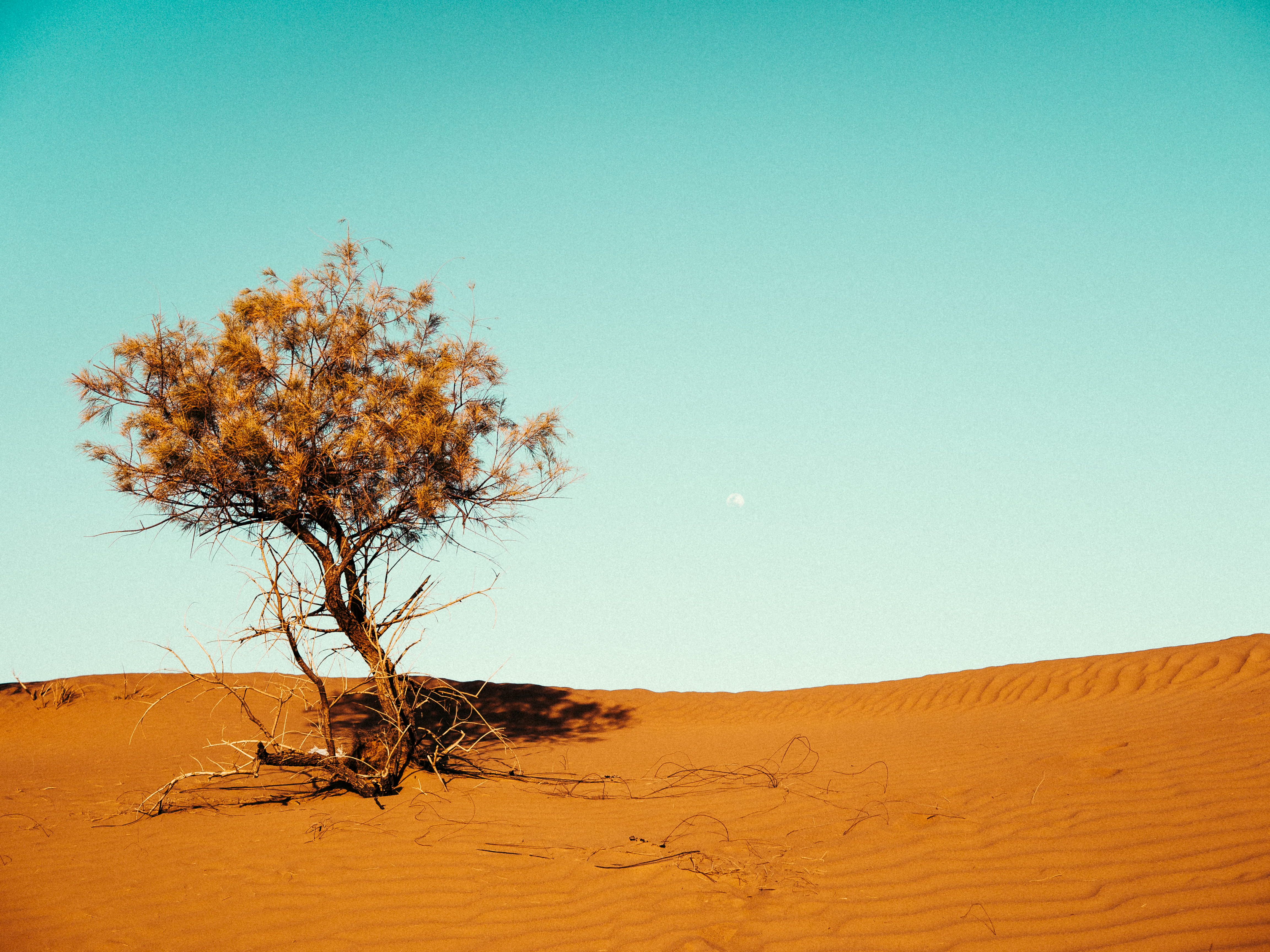 arid climate, sky, tranquility, clear sky, 4K, no people, scenics - nature, yellow sand, day, dry, sand, dune, outdoor, climate, heat, summer, remote, HD Wallpaper