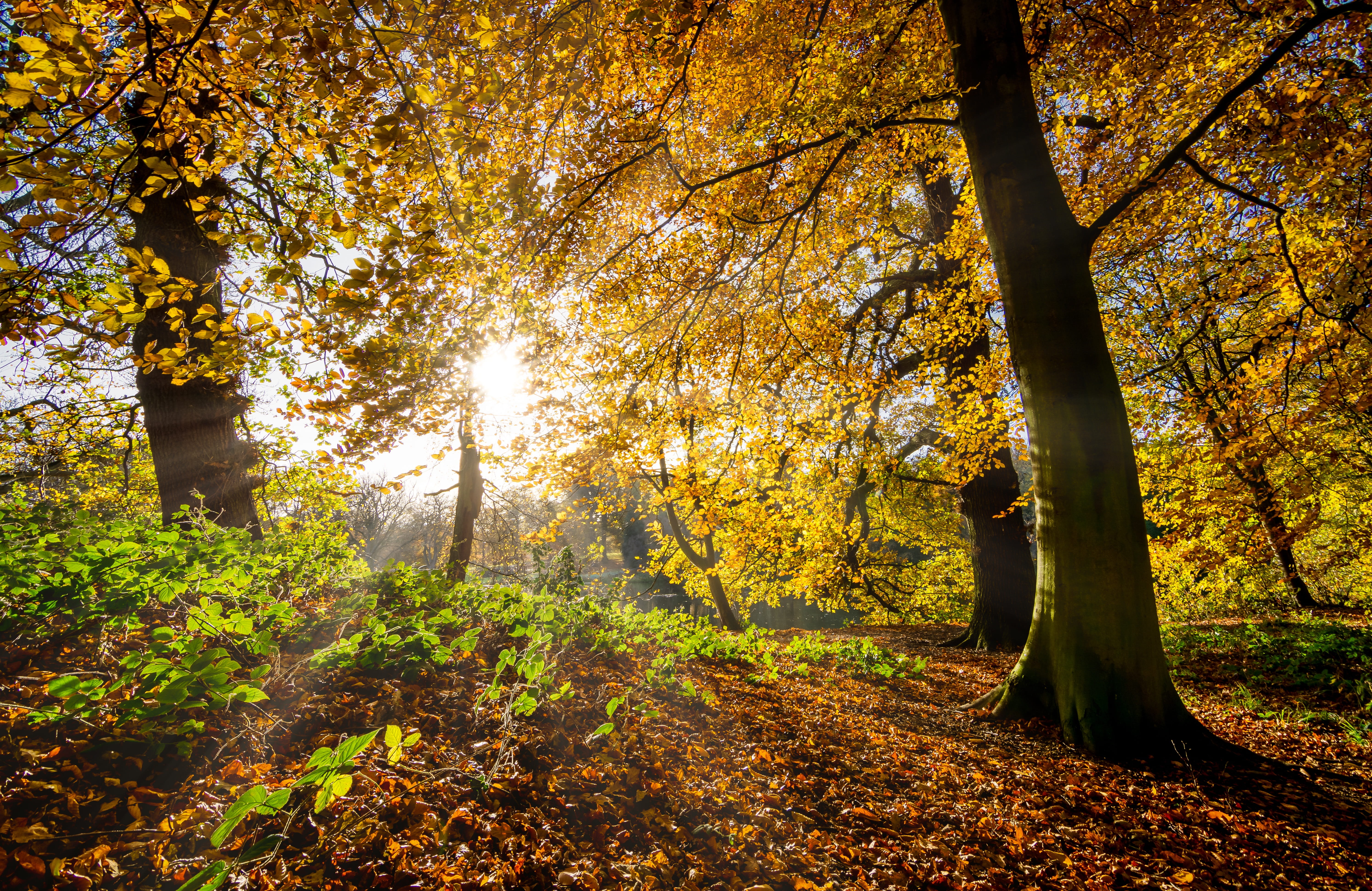 tranquility, beauty in nature, inspirational, streaming, outdoors, leaves, trunk, land, bright, plant part, yorkshire, autumn leaves, autumn, sunlight, HD Wallpaper