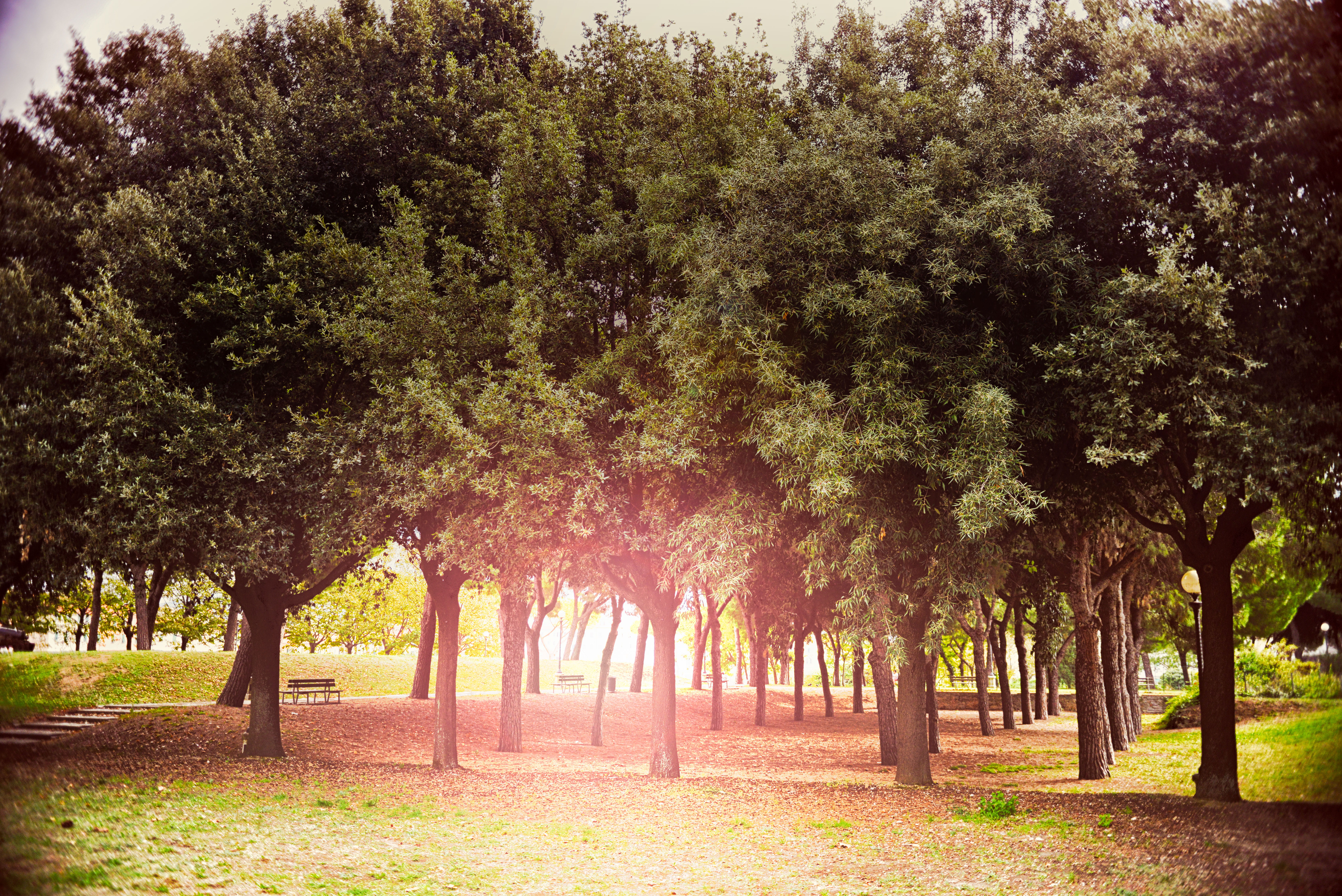 tree, lawn, sunlight, tranquil scene, no people, nature, park - man made space, trees, beauty in nature, park, sunshine, direction, plant, tree trunk, grass, HD Wallpaper