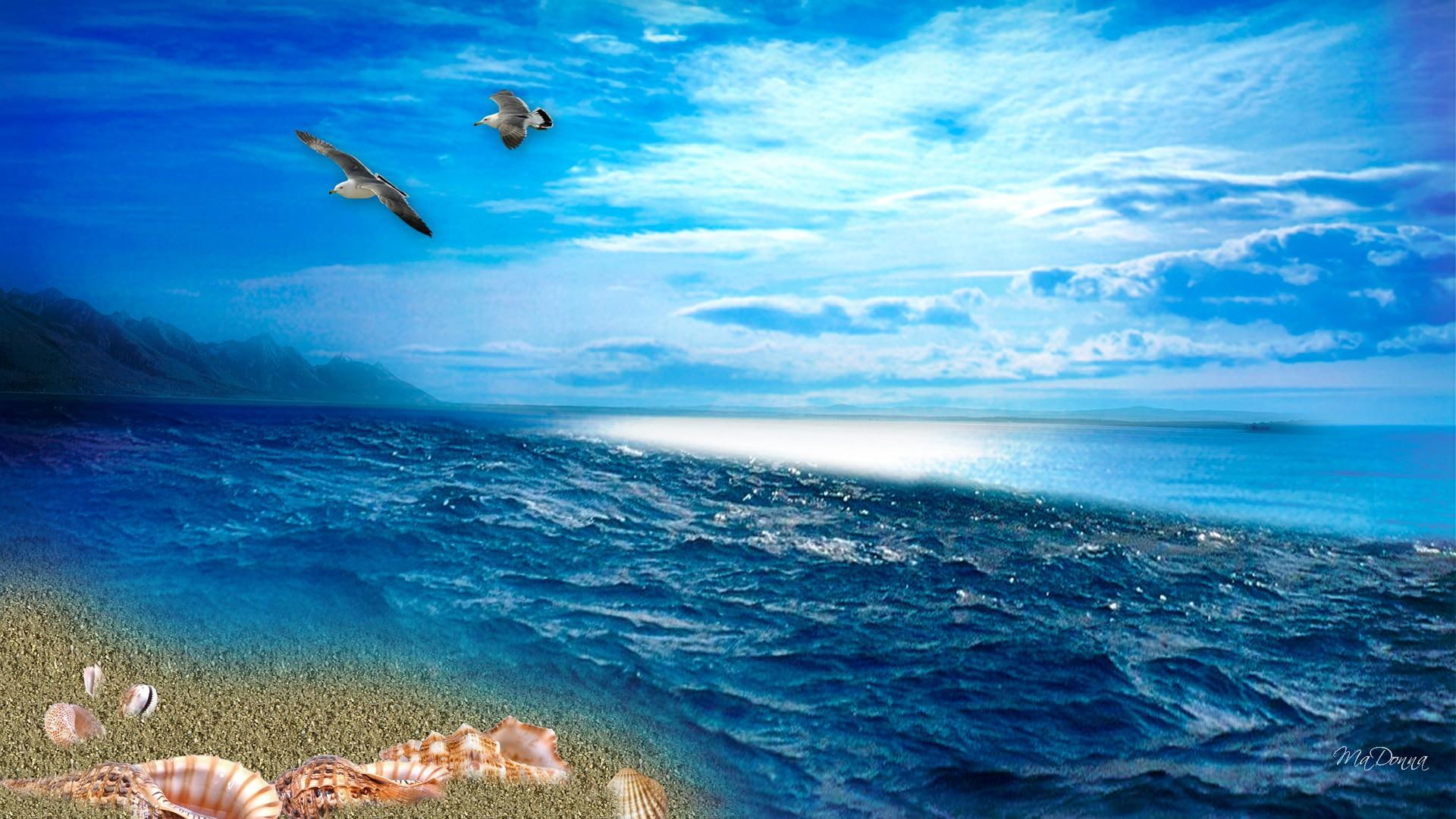 birds, 1080P, sea, beach, sea shells, island, 3d and abstract, sea gulls, clouds, ocean, HD Wallpaper
