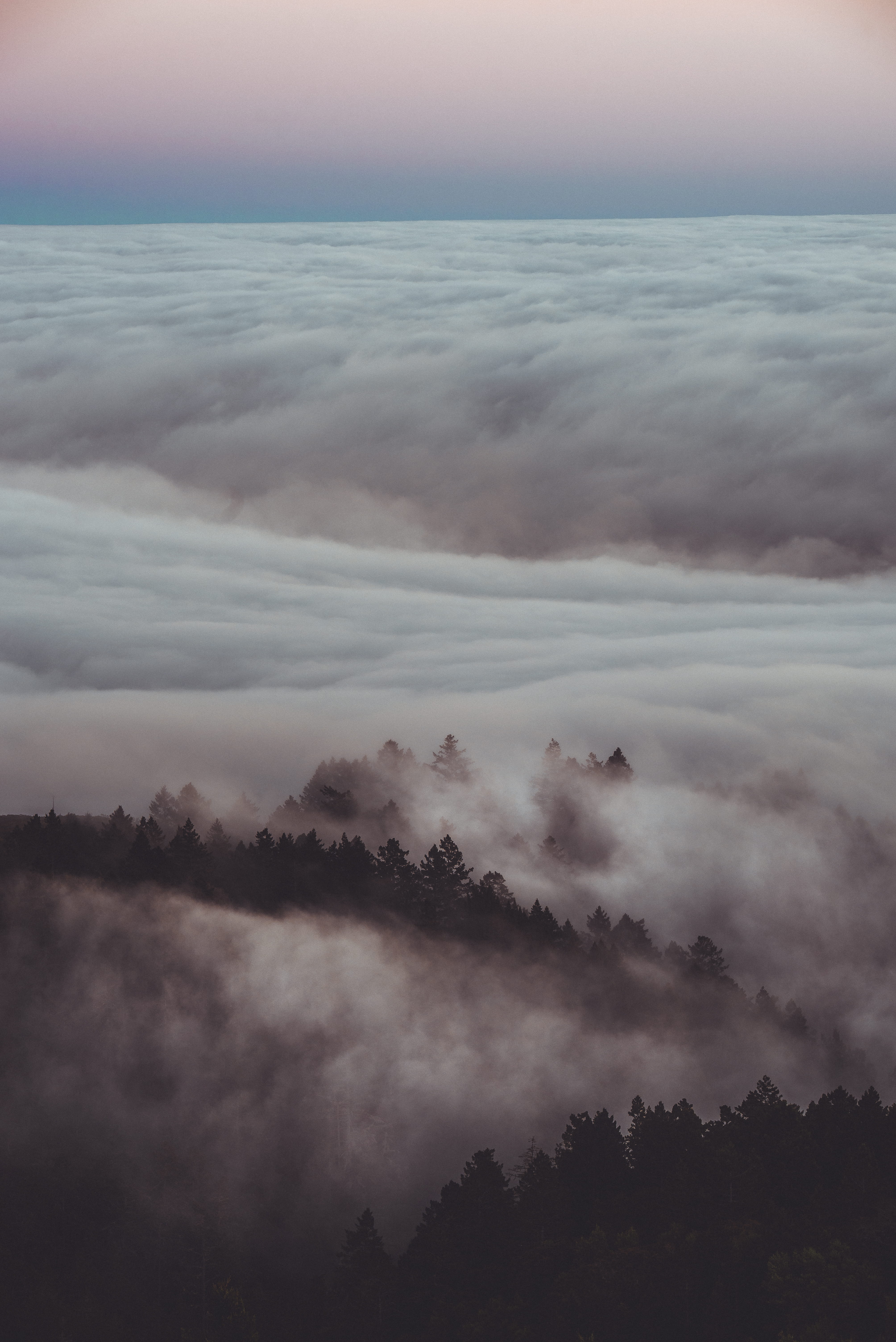 silhouette, color, cloud - sky, woodland, scenics - nature, explore, photo, nature, plant, 5K, forest, beauty in nature, landscape, mist, day, fog, trees, Phone HD Wallpaper