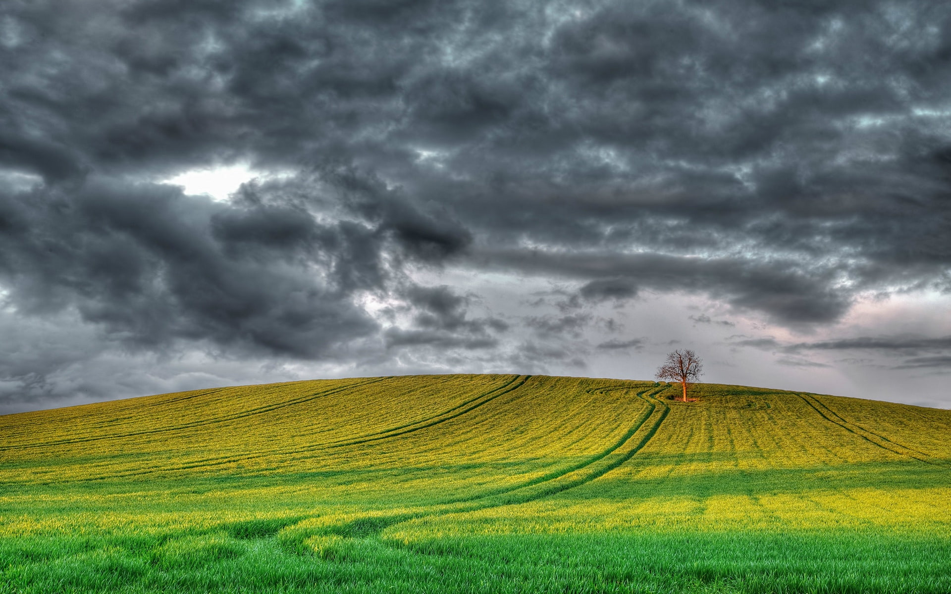Sky, Fields, England, Scenery, 1080P, Tree, Cloudy, HD Wallpaper