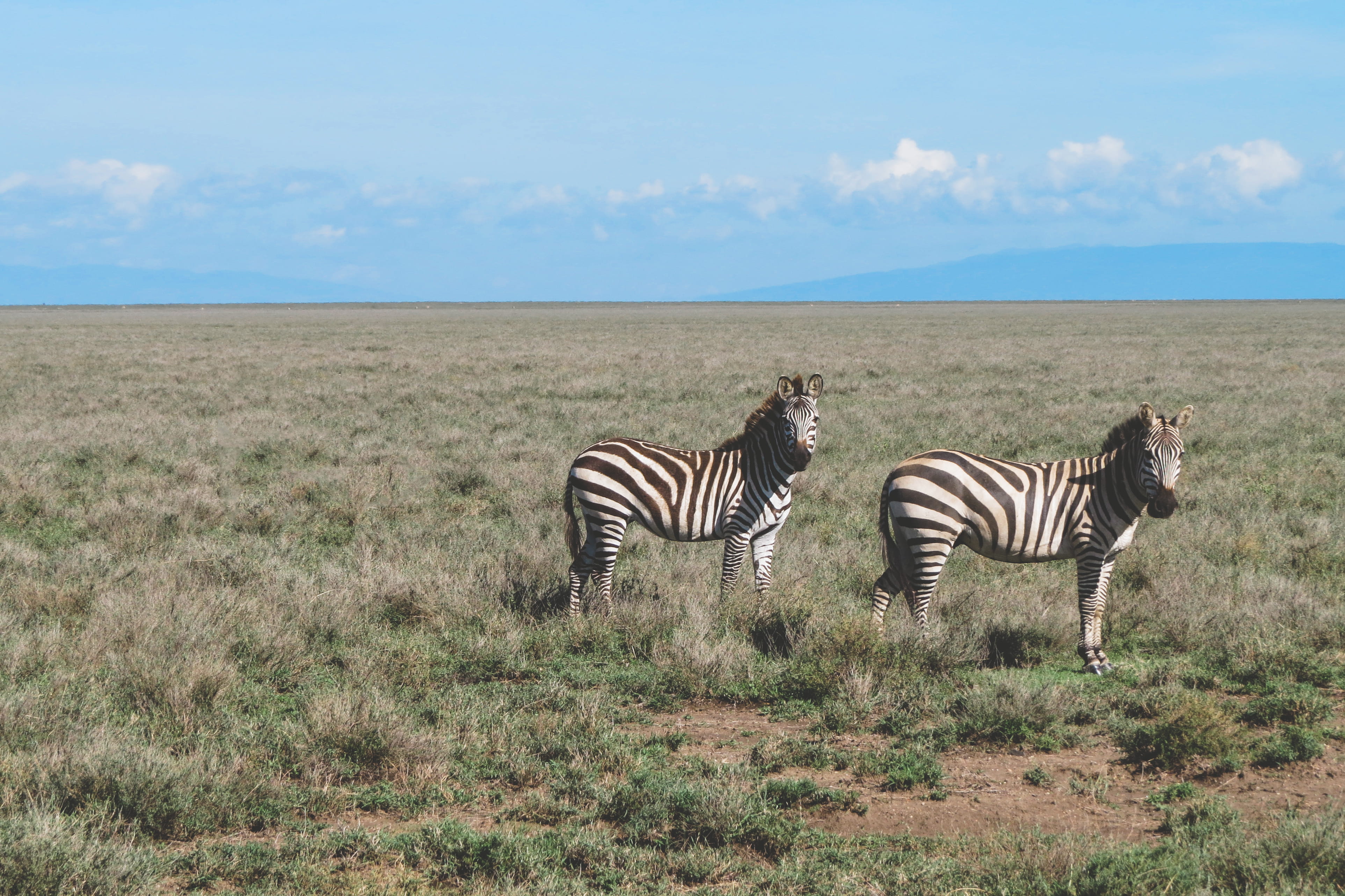 two animals, vertebrate, two, land, nature, animal themes, safari, vast, field, daytime, mammal, zebra, no people, day, white, herbivorous, black, sky, HD Wallpaper