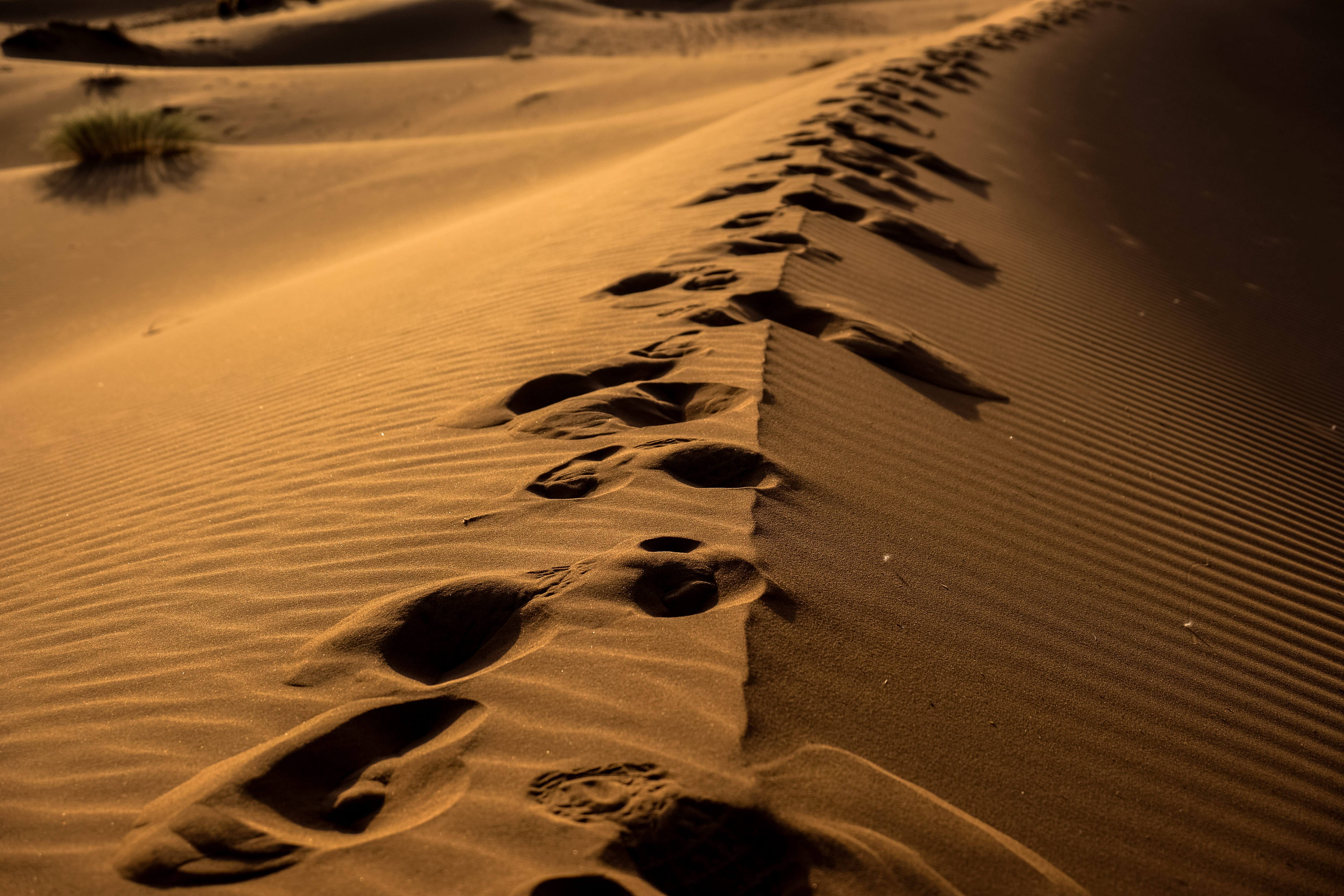 rippled, high angle view, no people, nature, landscape, foot, sand dune, scenics - nature, beauty in nature, beach, sunset, tranquility, desert, dune, bush, HD Wallpaper