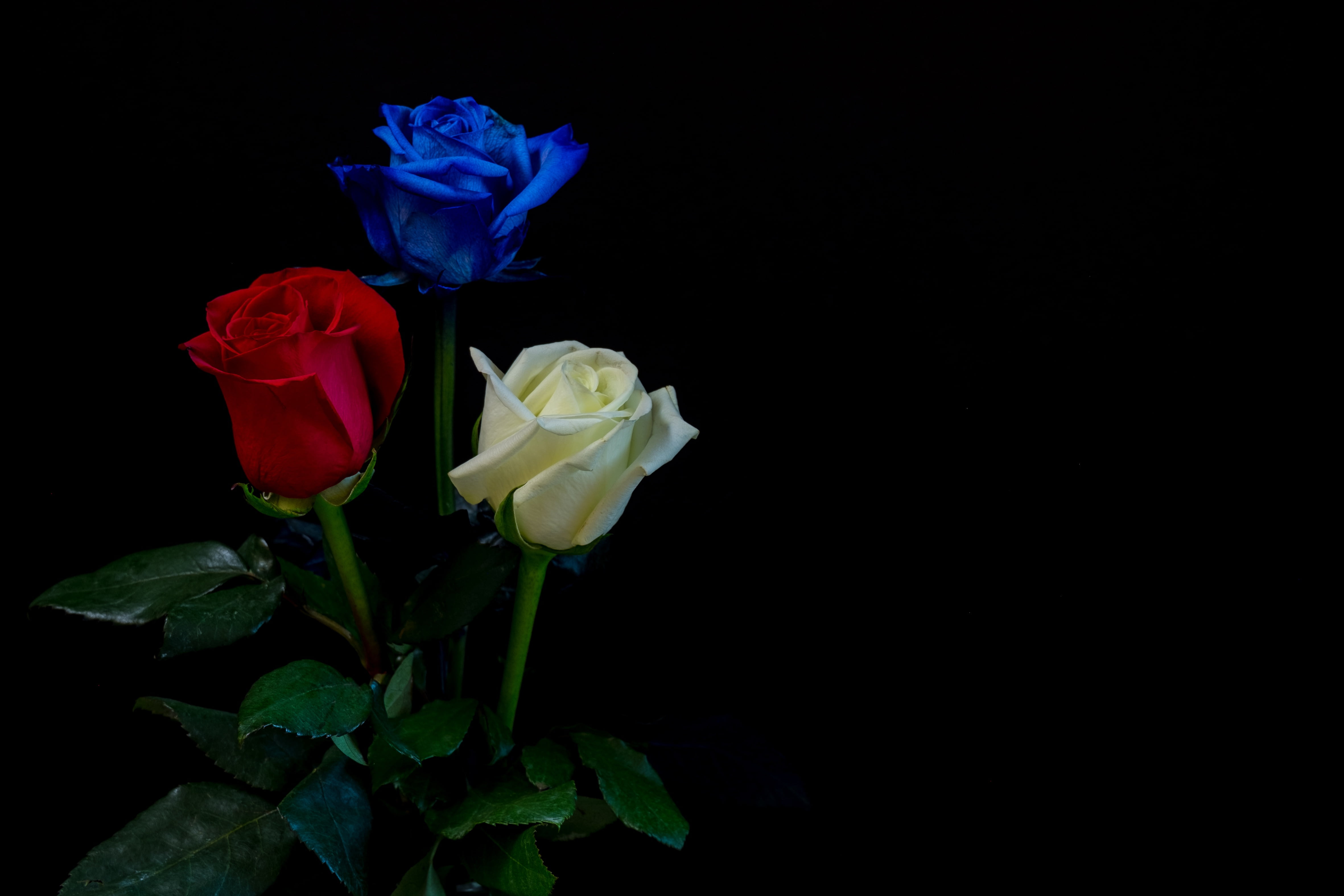 buds, white, roses, blue, 4K, three, red, black background, leaves, HD Wallpaper