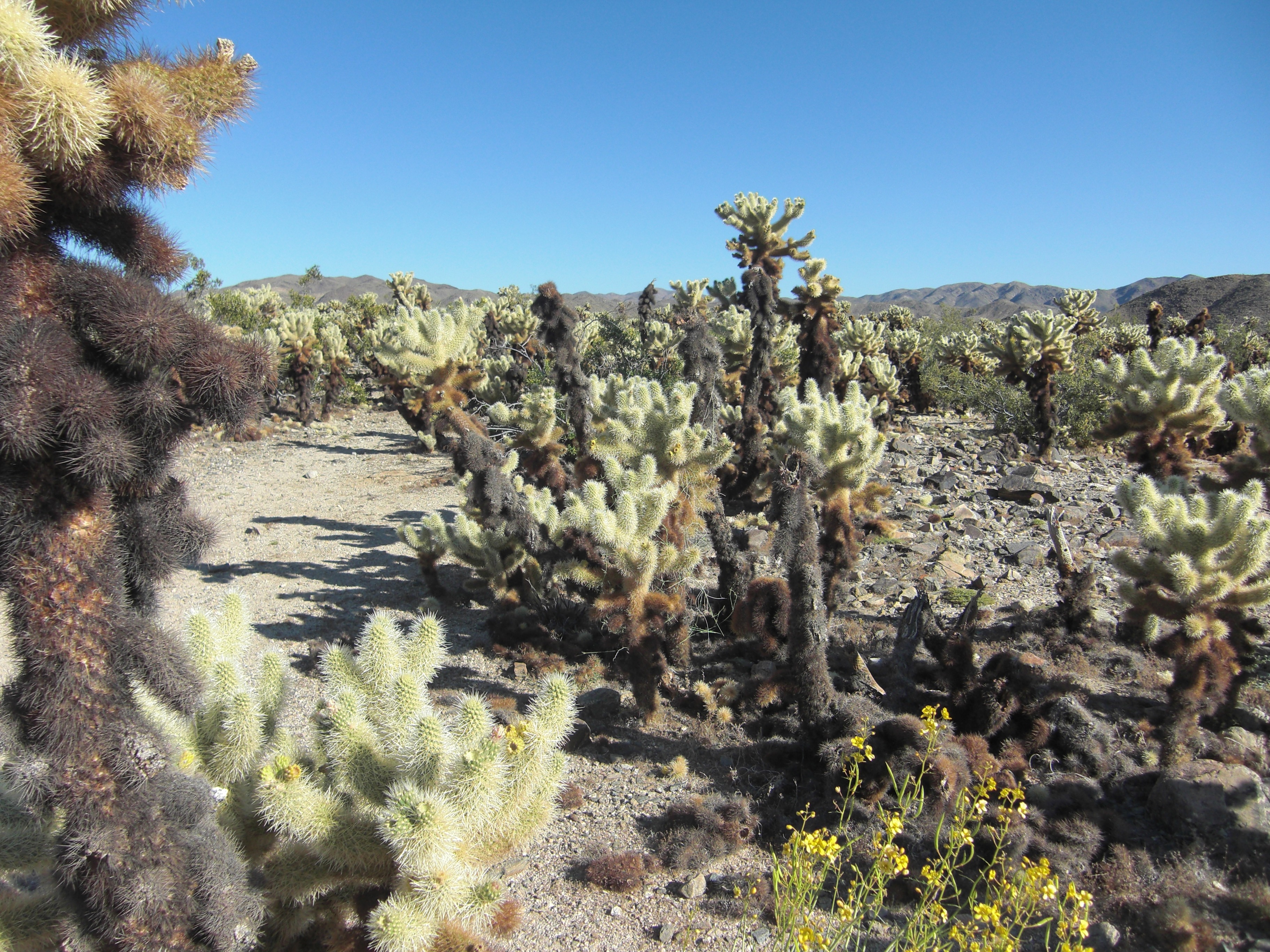2K, sunlight, tranquility, no people, landscape, plant, nature, beauty in nature, land, clear sky, joshua Tree National Park, joshua Tree, tranquil scene, HD Wallpaper