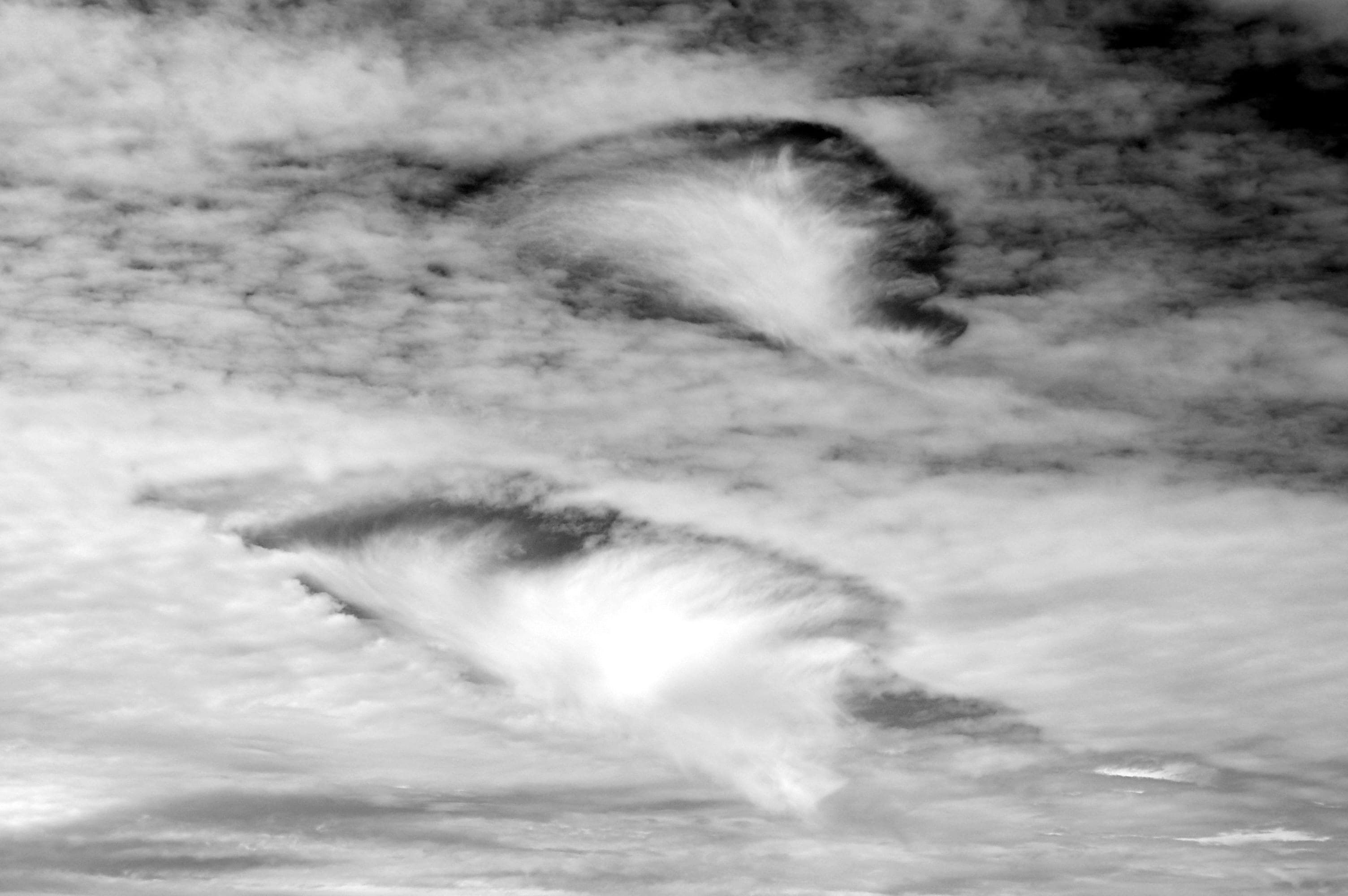 b and w, scenics - nature, mammal, softness, cloud - sky, animal, backgrounds, day, united states, motion, one animal, nature, sky, joshua tree national park, HD Wallpaper