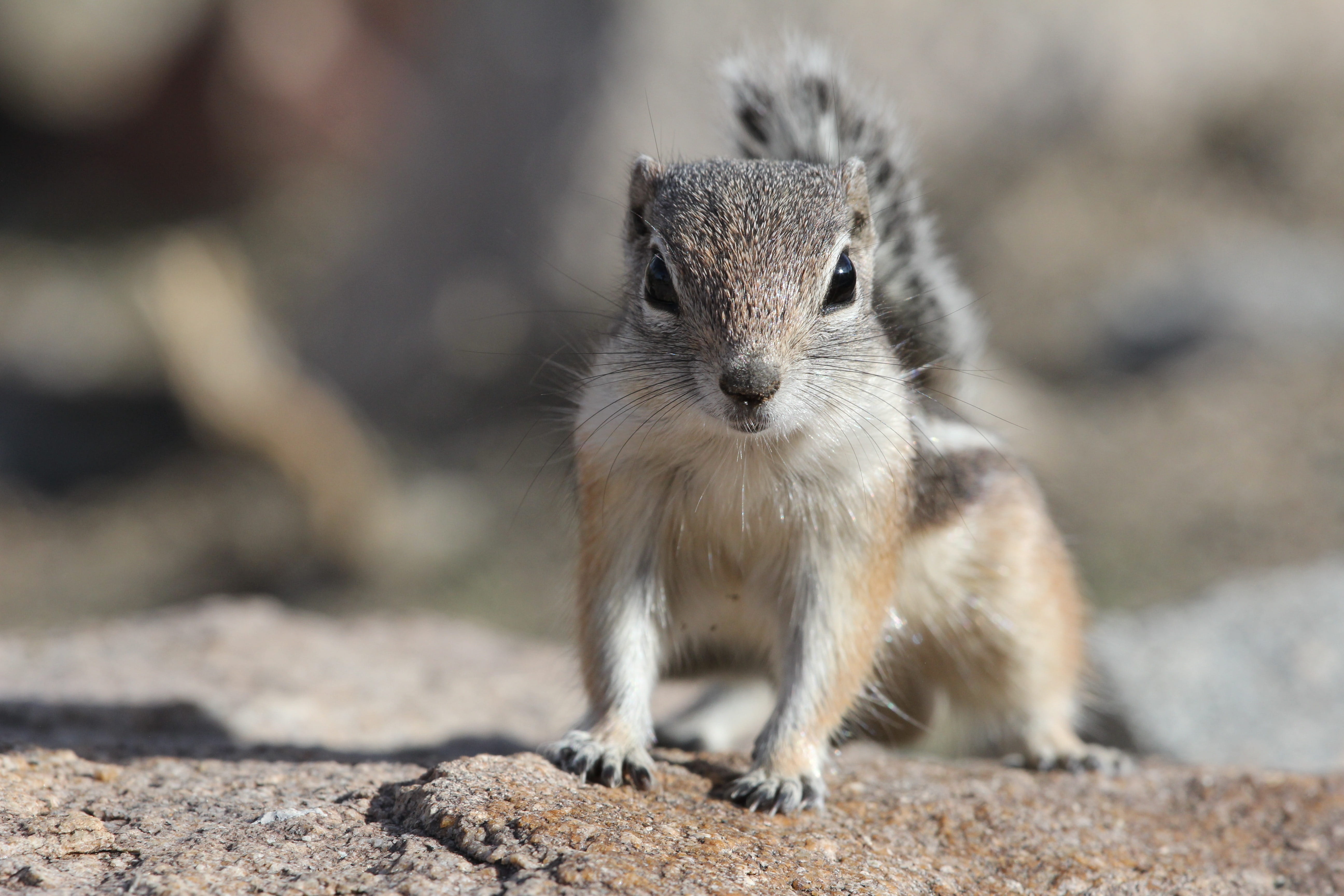 animal, tail, one animal, environment, selective focus, wild, focus on foreground, sand, front view, rodent, cute, animal eye, park, day, squirrel, no people, HD Wallpaper