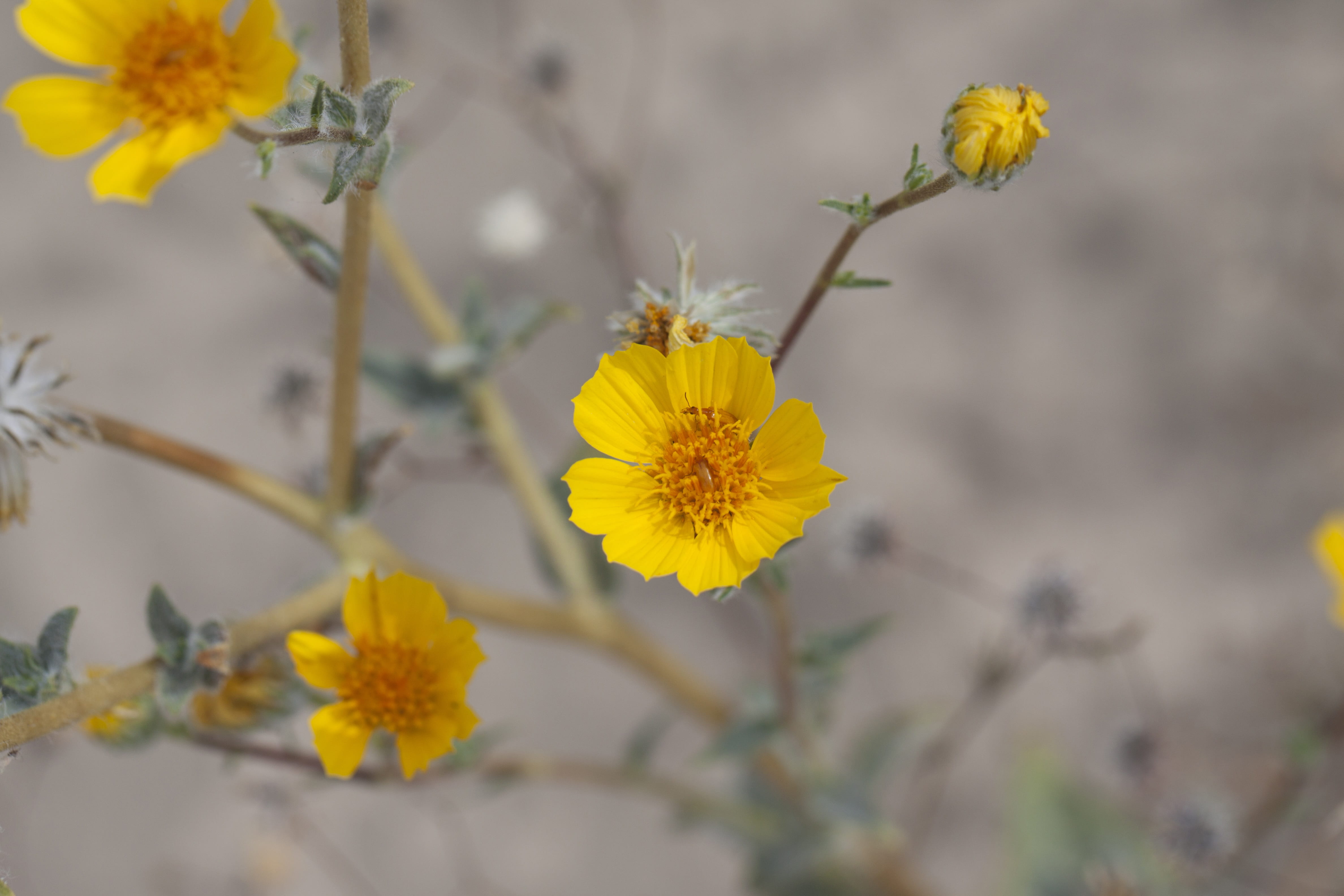 bloom, plant stem, mojave, selective focus, outdoors, blossom, california, springtime, usa, nature, yellow, beetles, plant, green, inflorescence, flower, HD Wallpaper