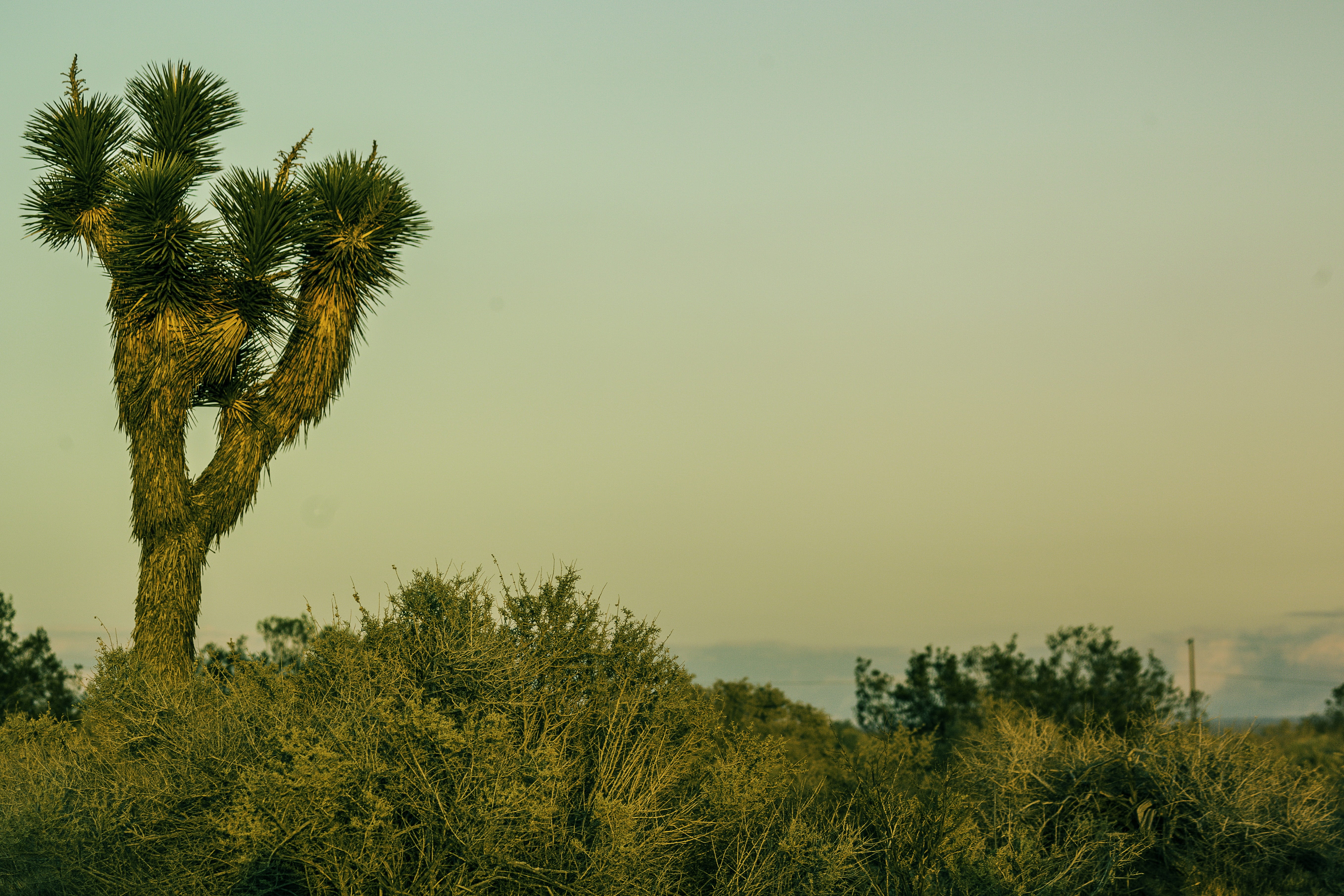 wilderness, copy space, branch, barren, valley, outdoors, tree, Desert, landscape, scenics - nature, land, sand, California, environment, sunset, heat, HD Wallpaper