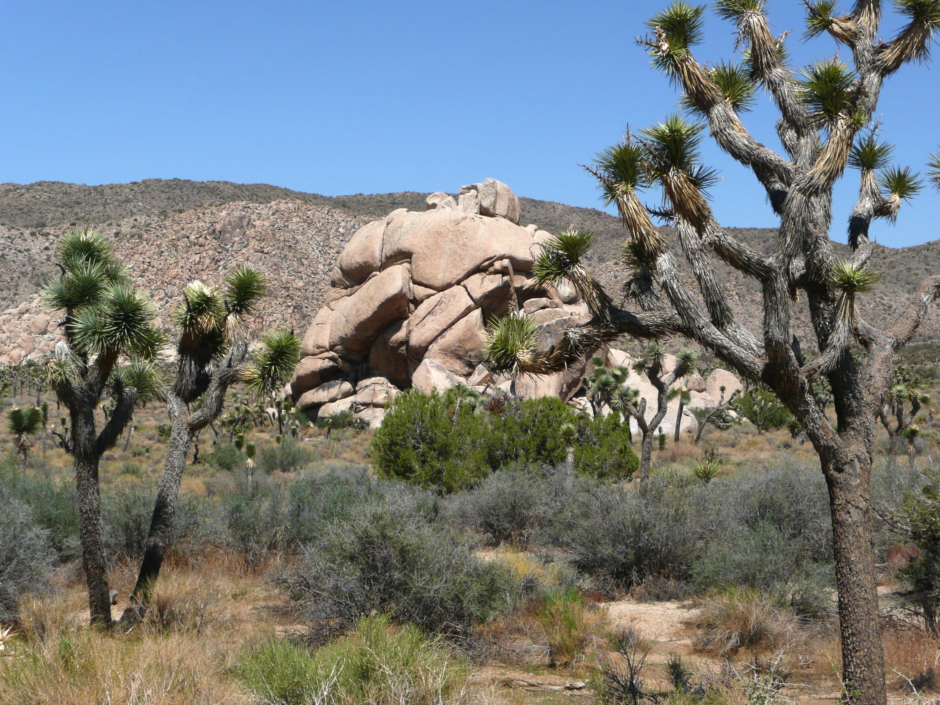 2K, usa, sky, tranquility, mammal, scenics, landscape, joshua Tree, park, beauty in nature, clear sky, tranquil scene, tree, california, rock, solid, mojave Desert, HD Wallpaper