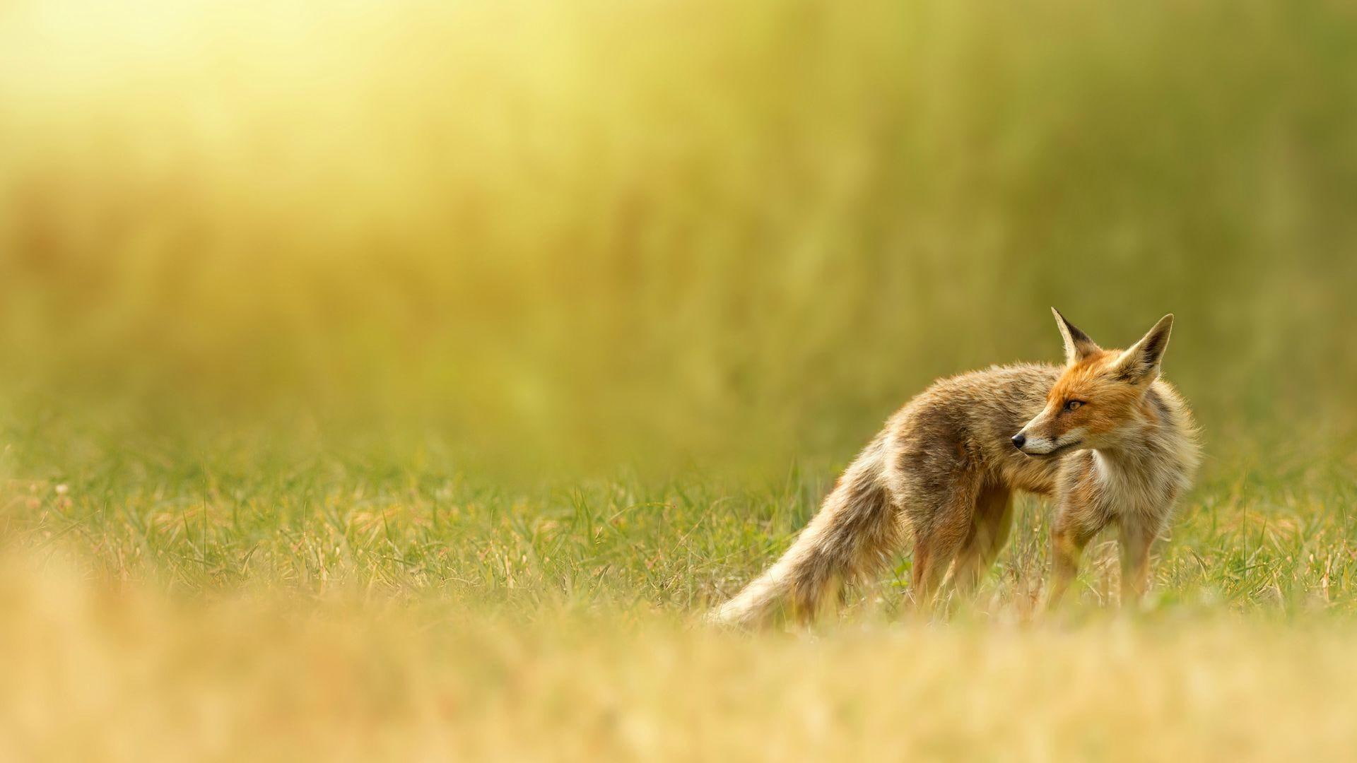 animal, beautiful, animals, 1080P, wild, vixen, grass, HD Wallpaper