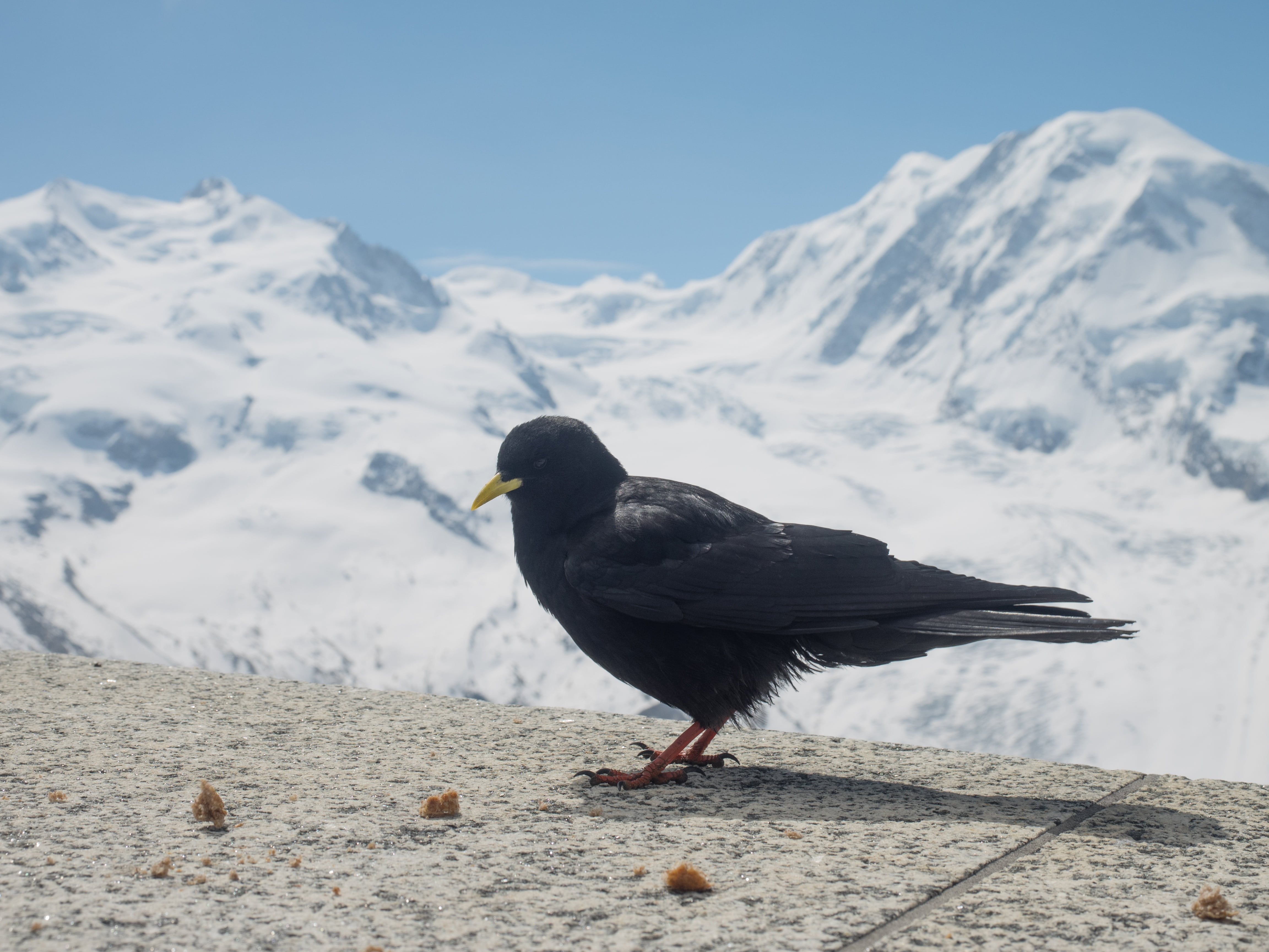 focus on foreground, beauty in nature, nature, chough, mountains, animals in the wild, alpine, perching, switzerland, gornergrat, snowcapped mountain, monte rosa, HD Wallpaper