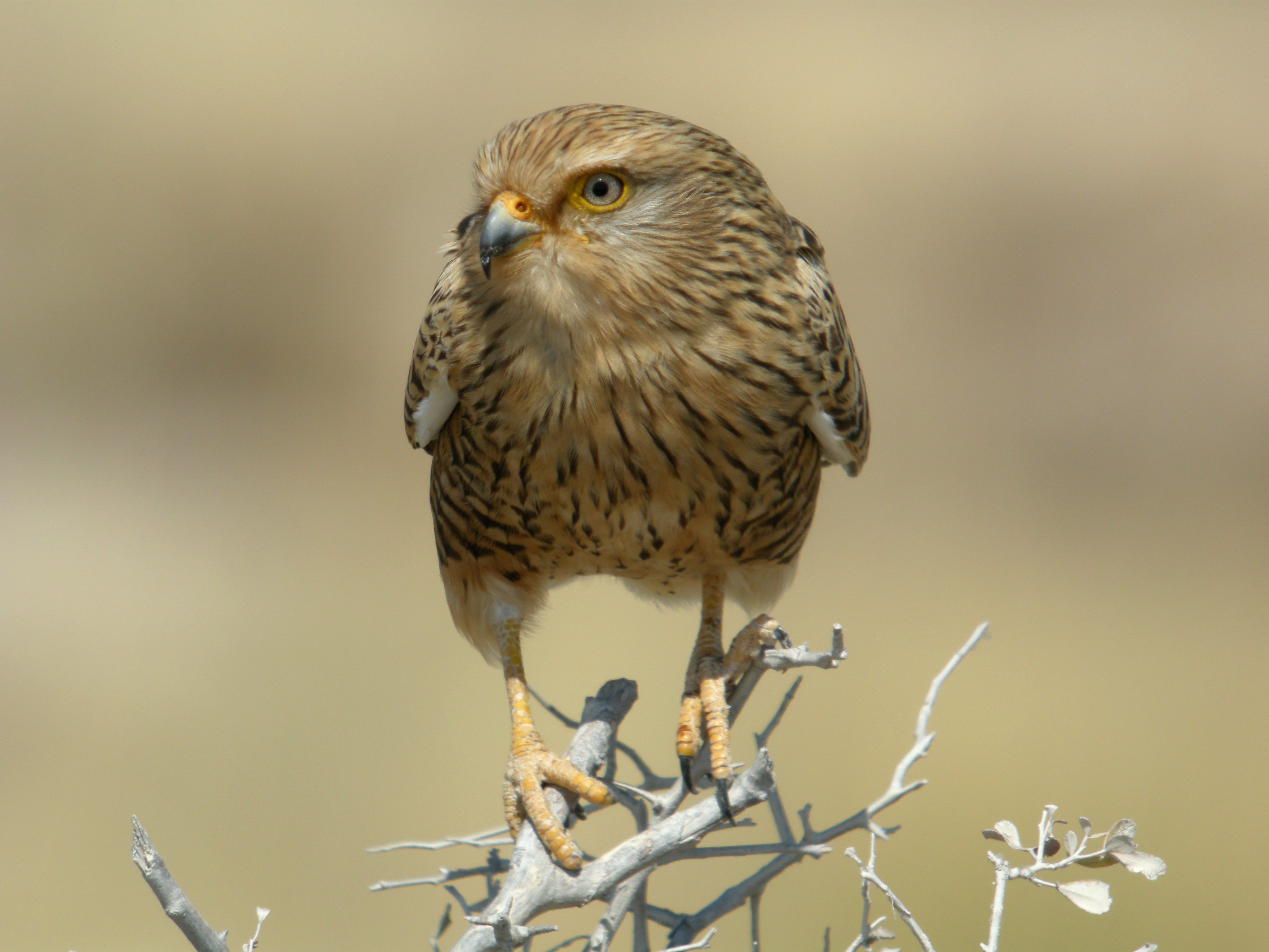 predator, branch, 4K, falcon, park, Namibia, Bird, national, National Park, dry, HD Wallpaper