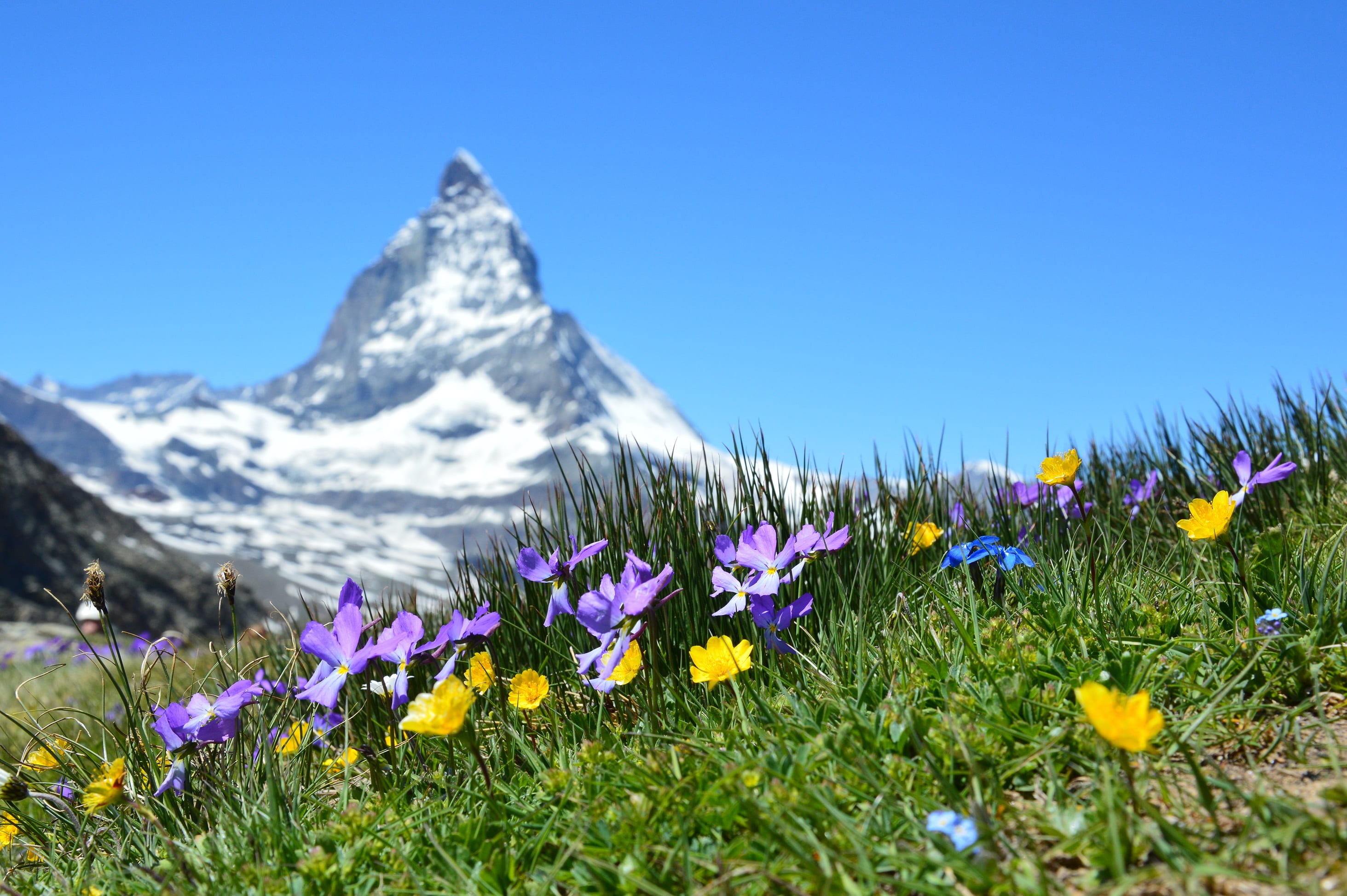 flower, summer, fragility, 2K, flowers, flower head, scenics - nature, summit, iris, grass, crocus, environment, rural, switzerland, blossom, hayfield, HD Wallpaper
