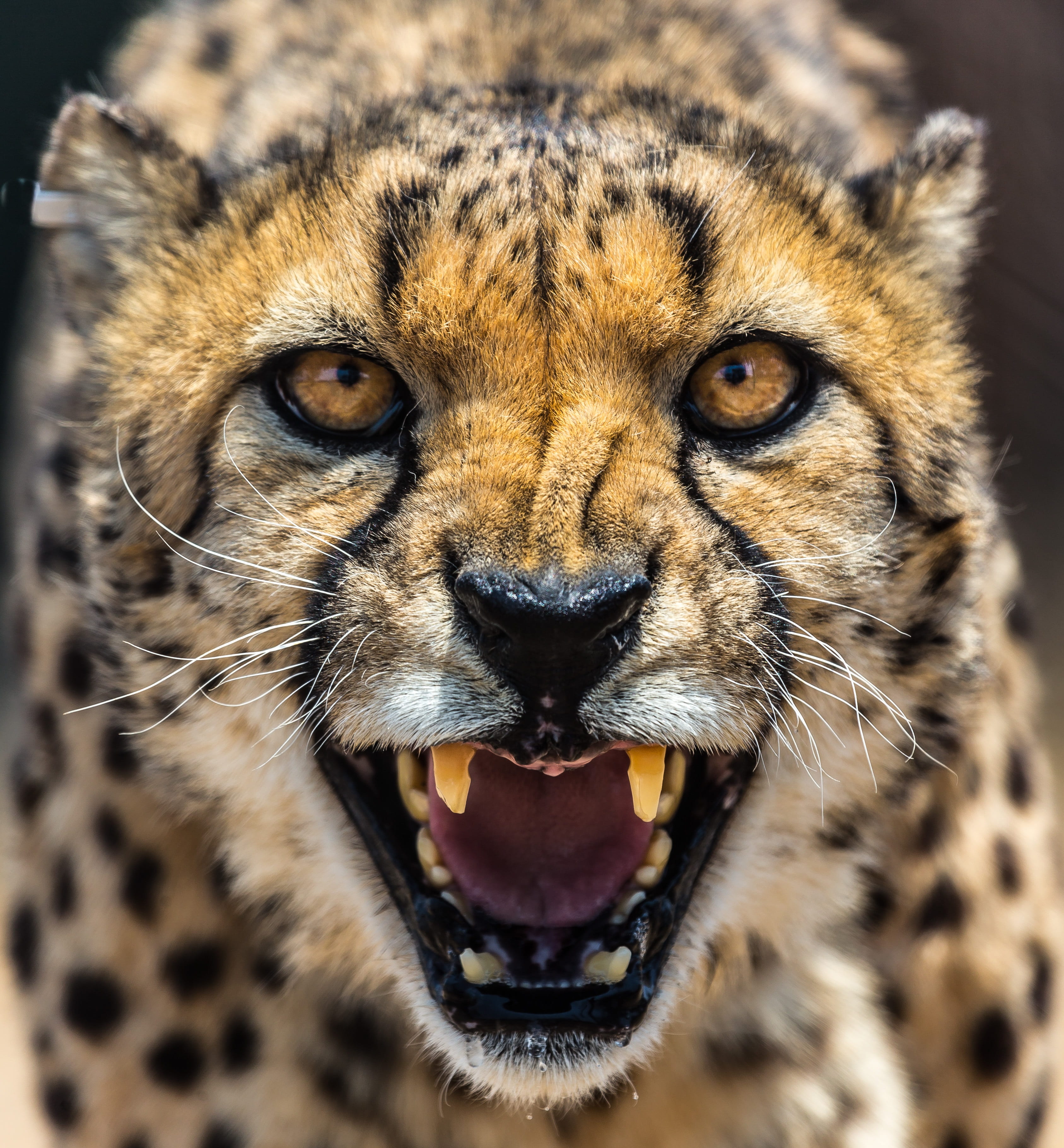 animal teeth, looking at camera, animal body part, animal, 2K, animal mouth, mouth, howling, whisker, closeup, portrait, roaring, africa, mouth open, big cat, Phone HD Wallpaper