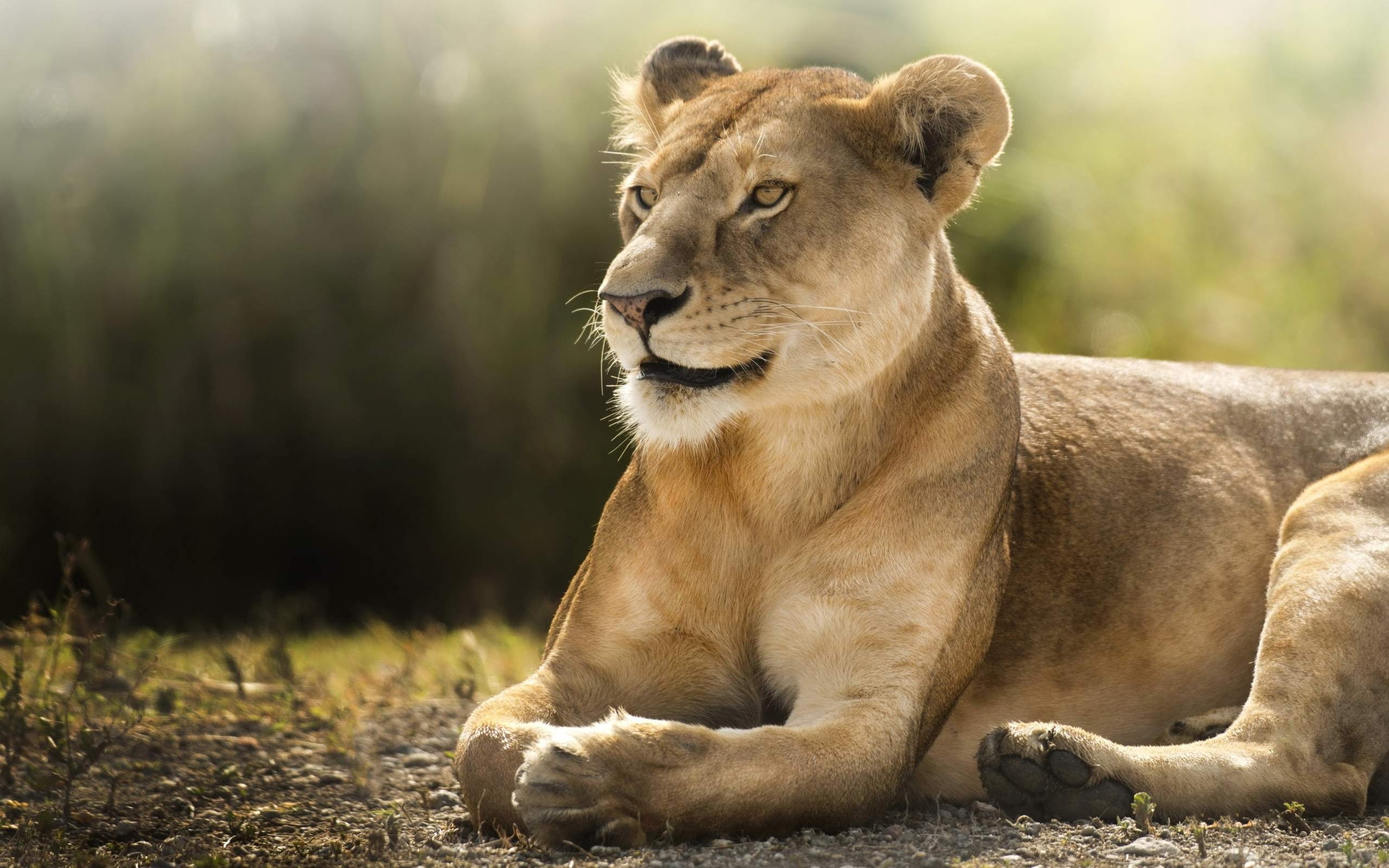 big cats, Animal, focus on foreground, animal themes, relaxation, animal wildlife, feline, looking away, day, predator, 2K, sitting, lying down, cat, animals in the wild, HD Wallpaper