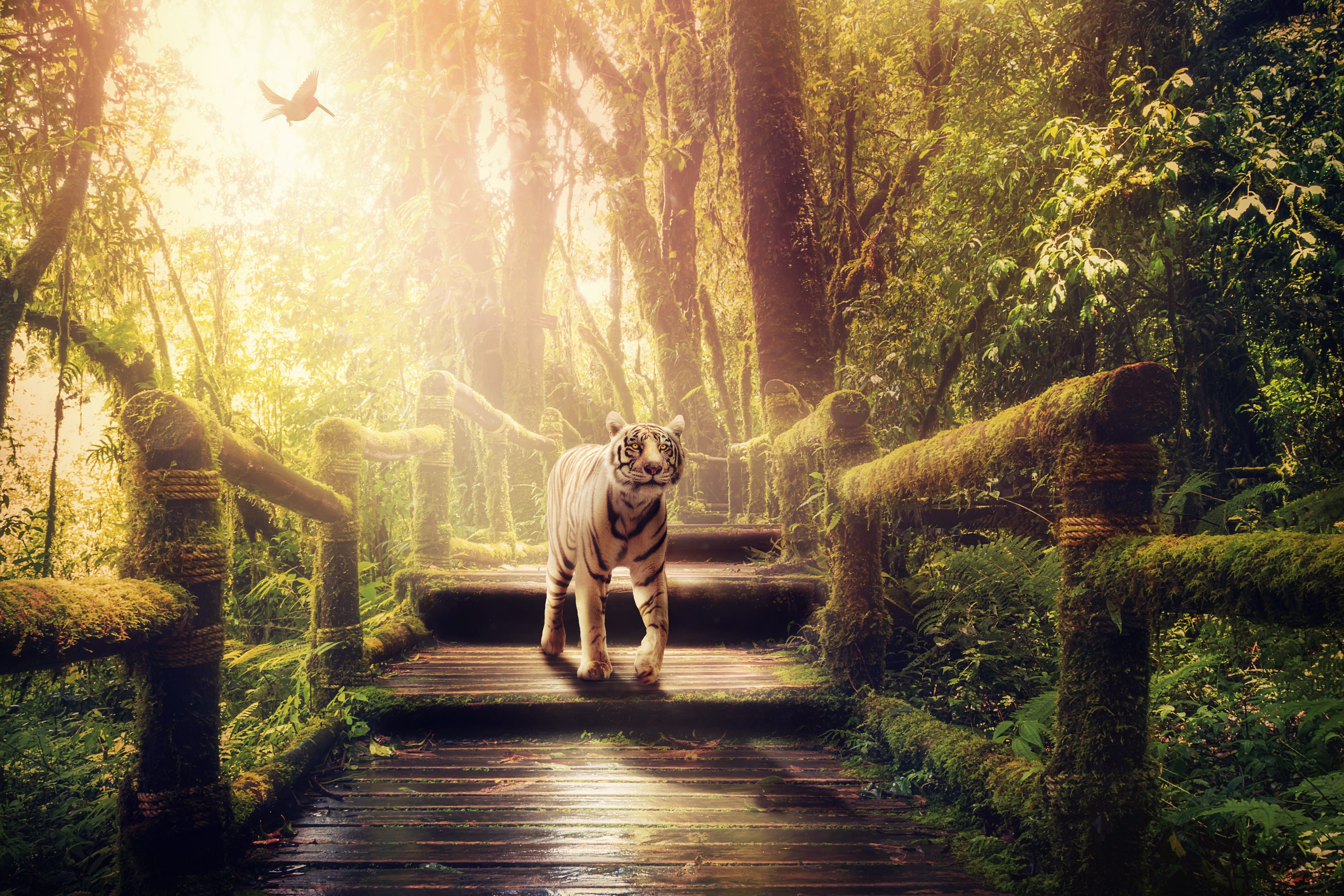 one animal, sunlight, tree, mysterious, growth, away, rarely, vacations, tiger, environment, animal, predator, mystical, moss, fantasy, atmosphere, forest, HD Wallpaper