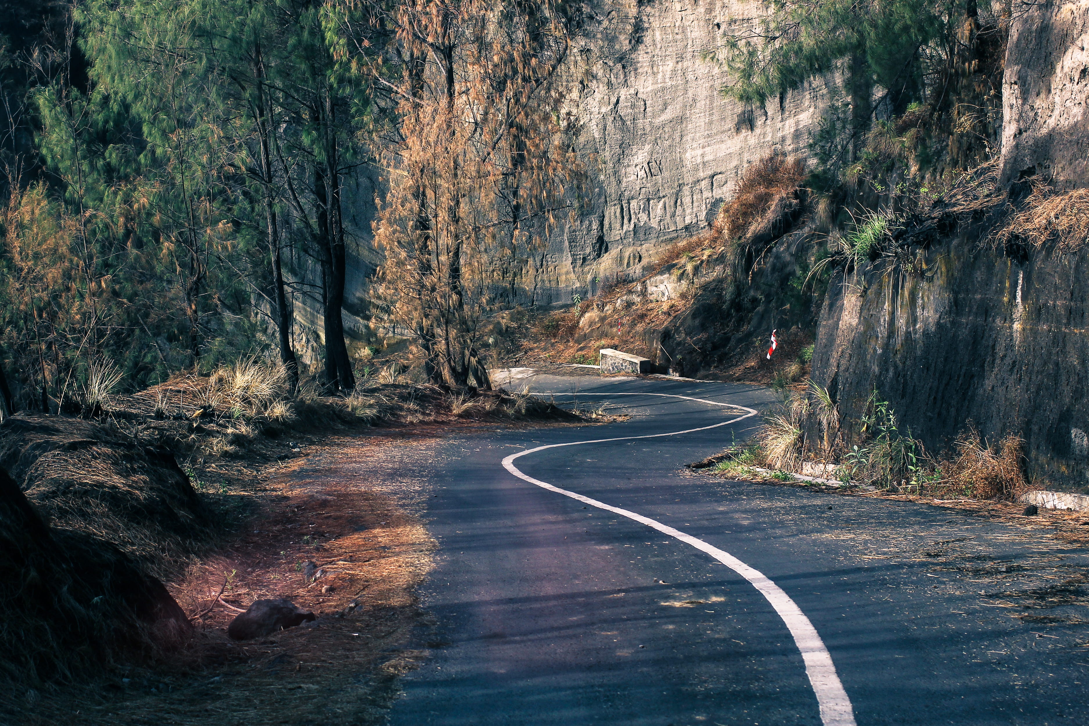 forest, tranquility, plant, nature, tree, transportation, symbol, land, 2K, outdoors, no people, marking, direction, the way forward, road marking, long, HD Wallpaper