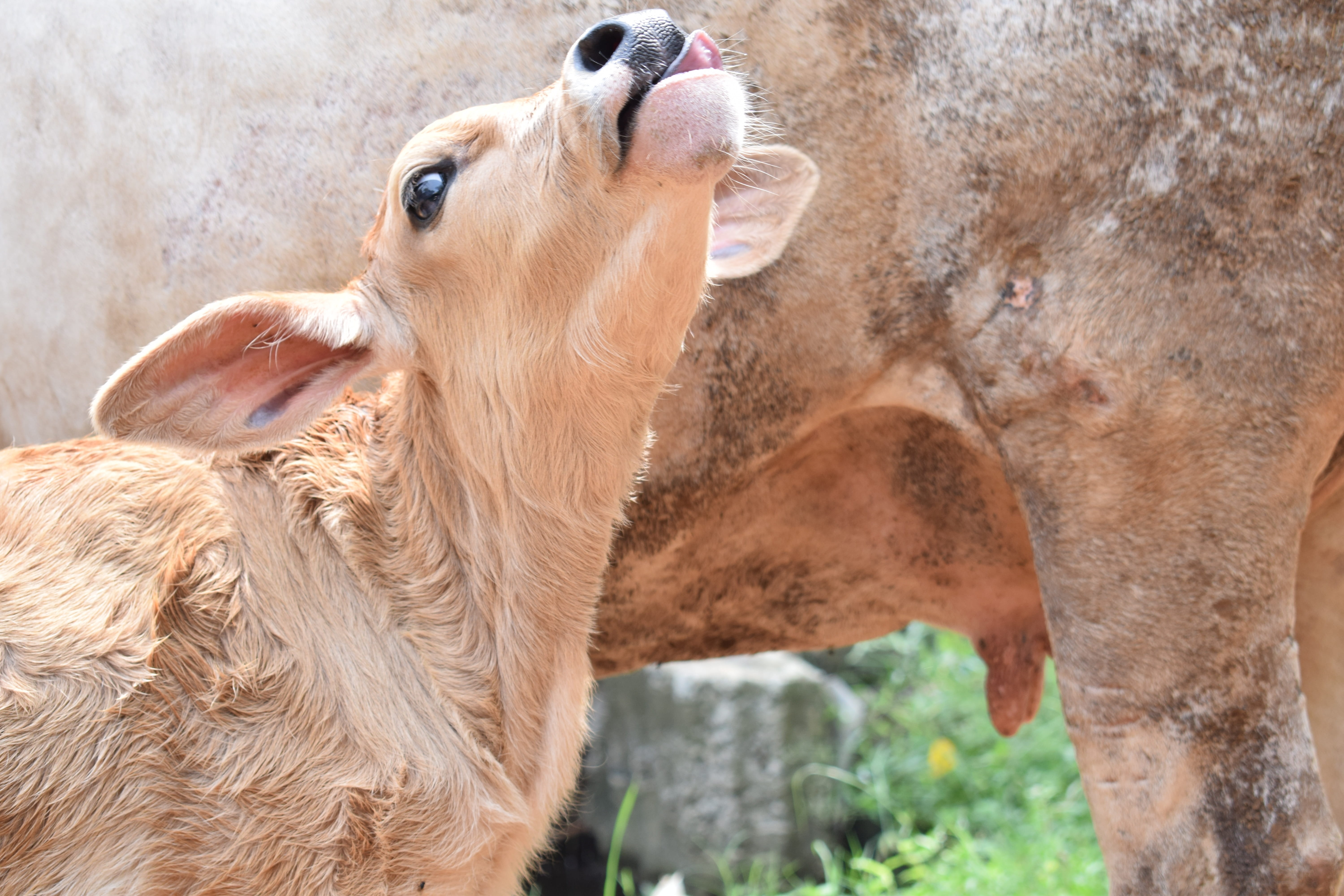 animal family, young animal, newborn, animal head, animal body part, domestic animals, cuteness, two animals, cow, day, mammal, animal, milk, nature, pets, HD Wallpaper