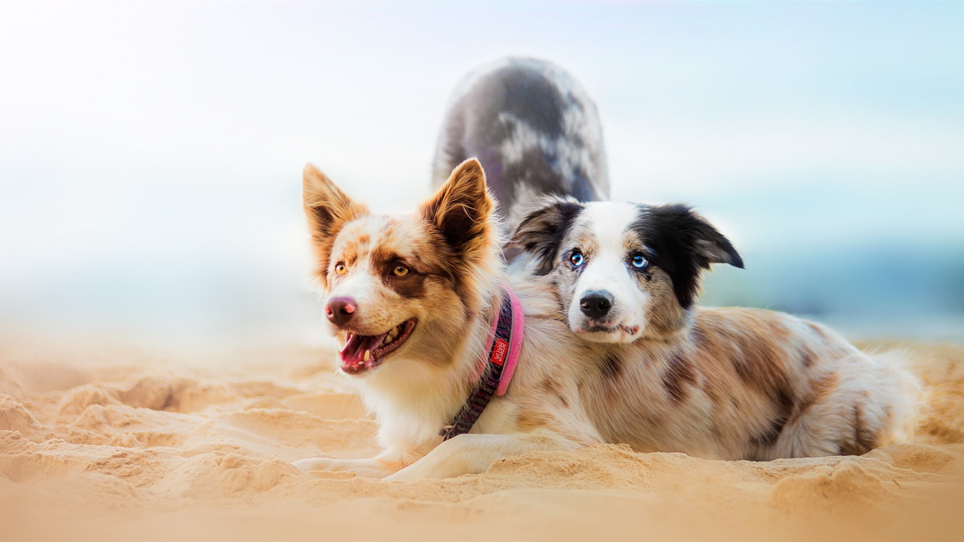 Dogs, Two, Beach, 1080P, HD Wallpaper